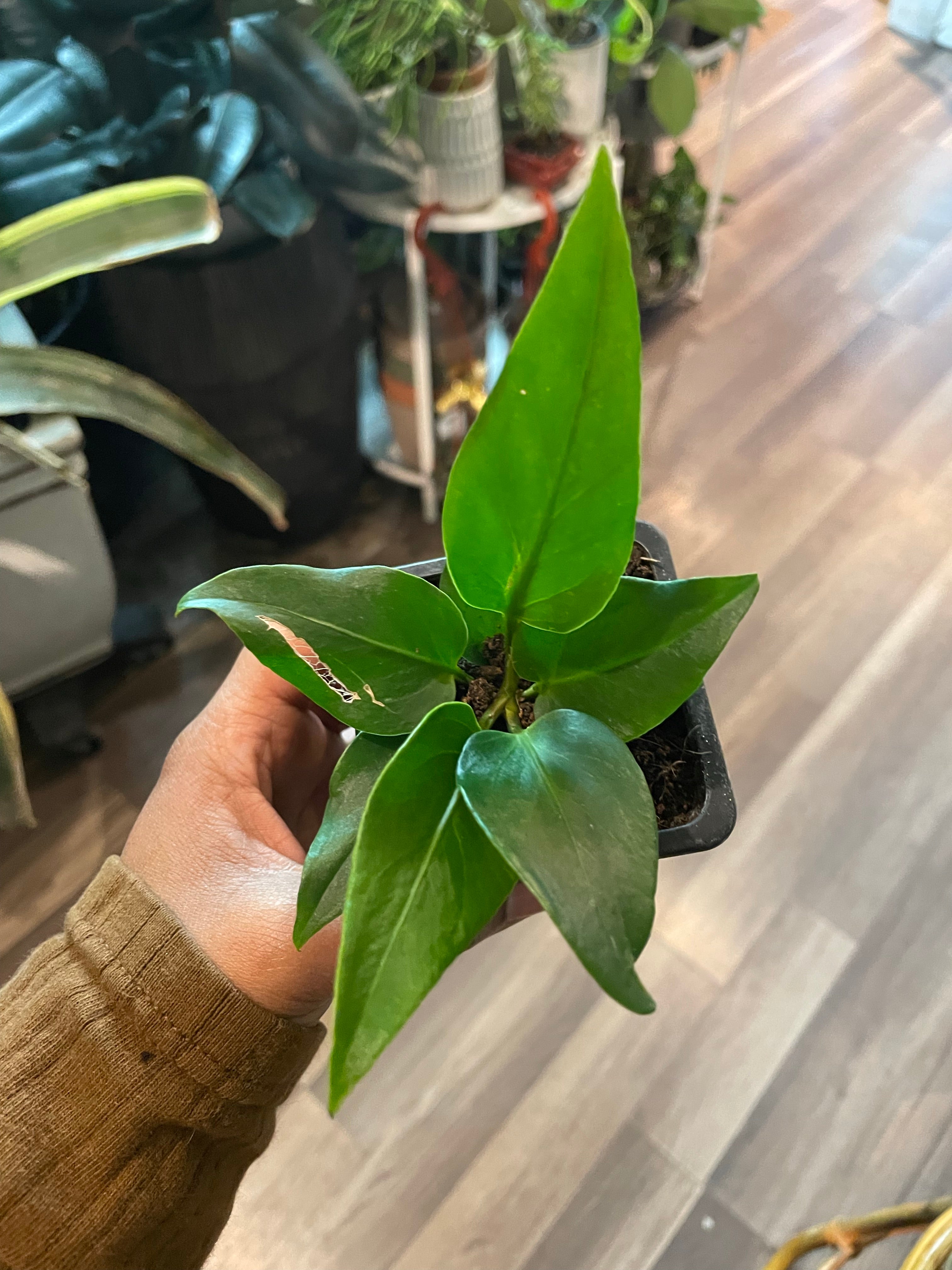 Anthurium andraeanum, Painter Palatte Plant