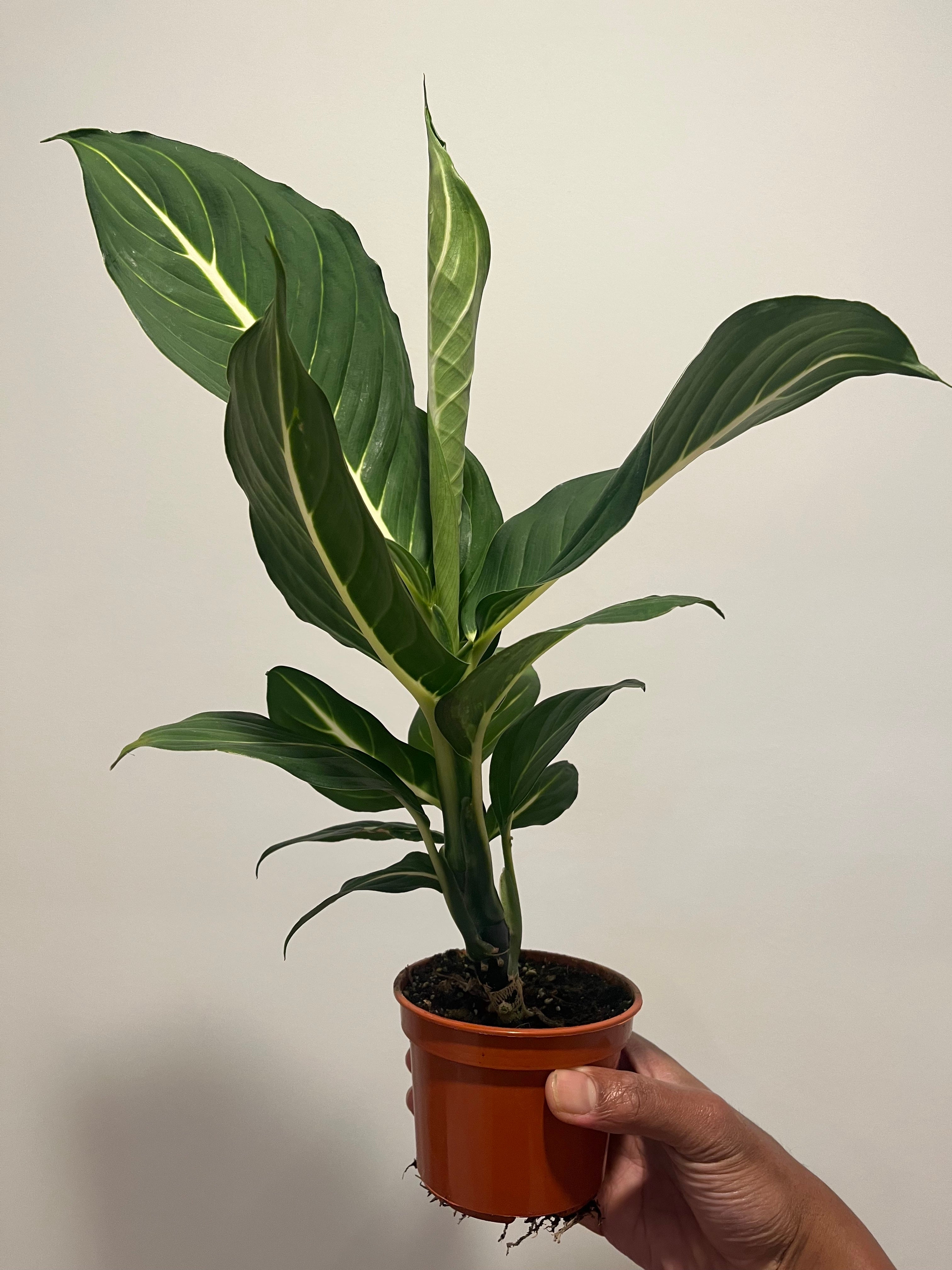 House Plants
