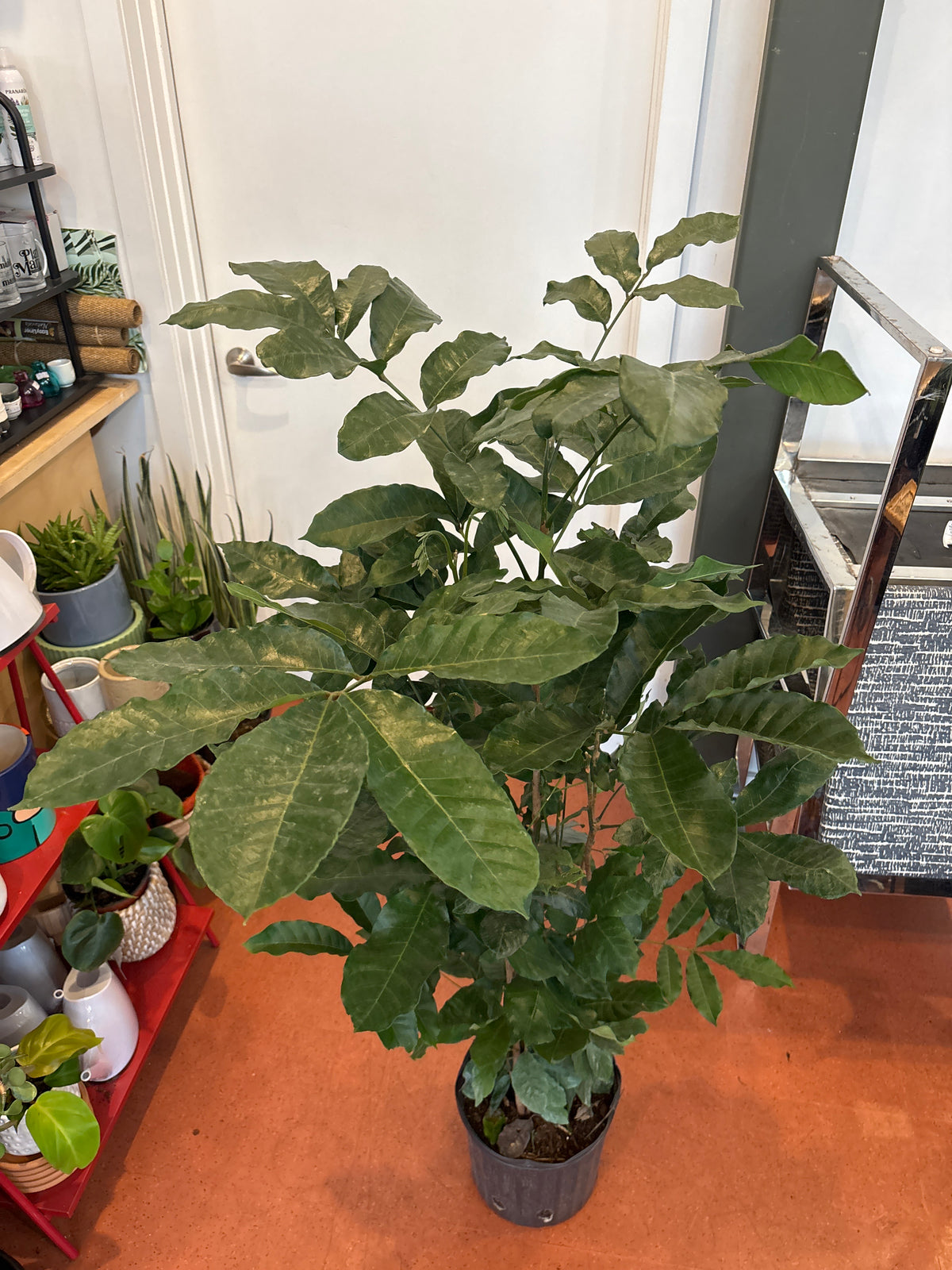 Natal Mahogany, Trichilia dregeana