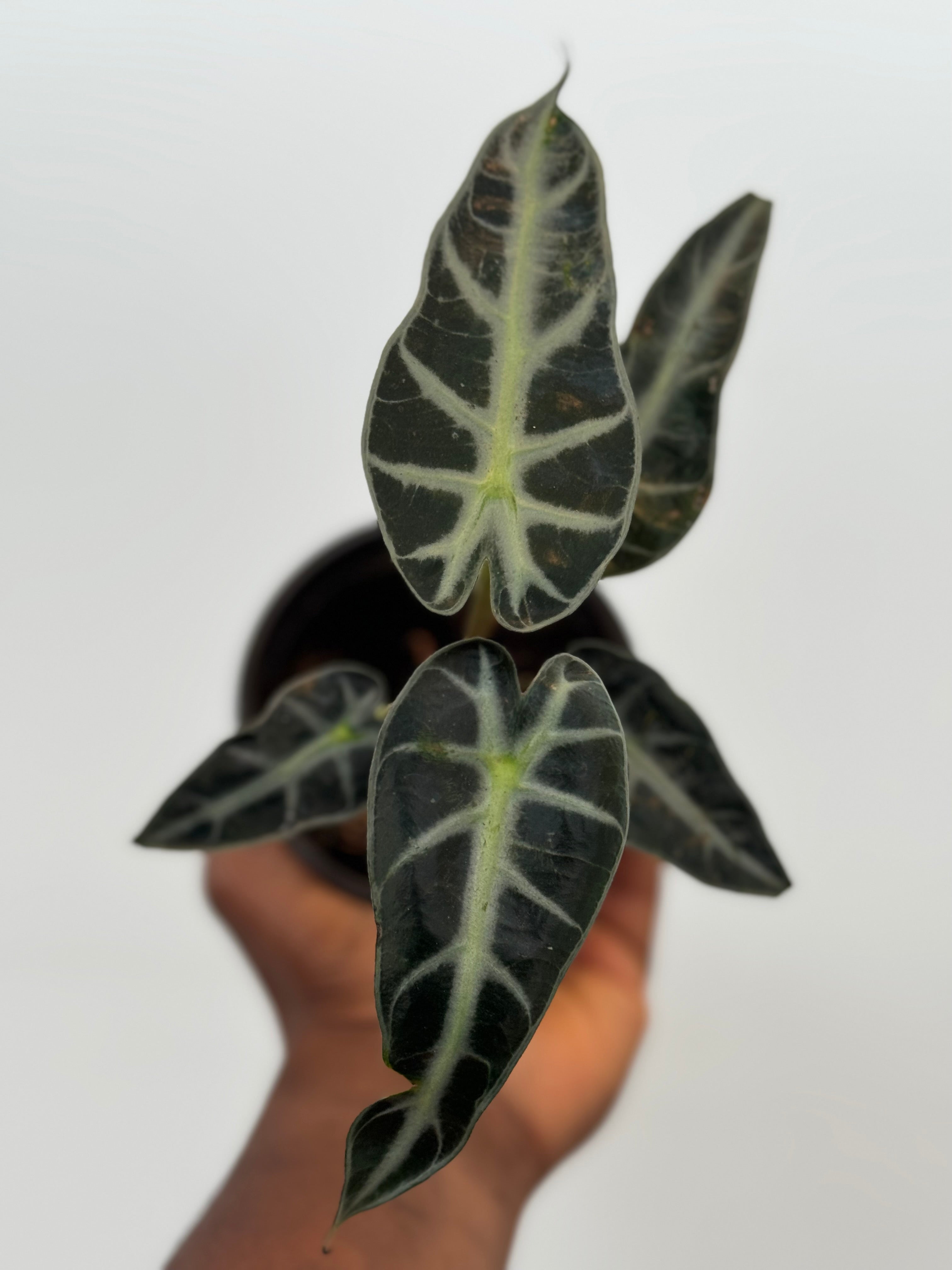 Alocasia Portora