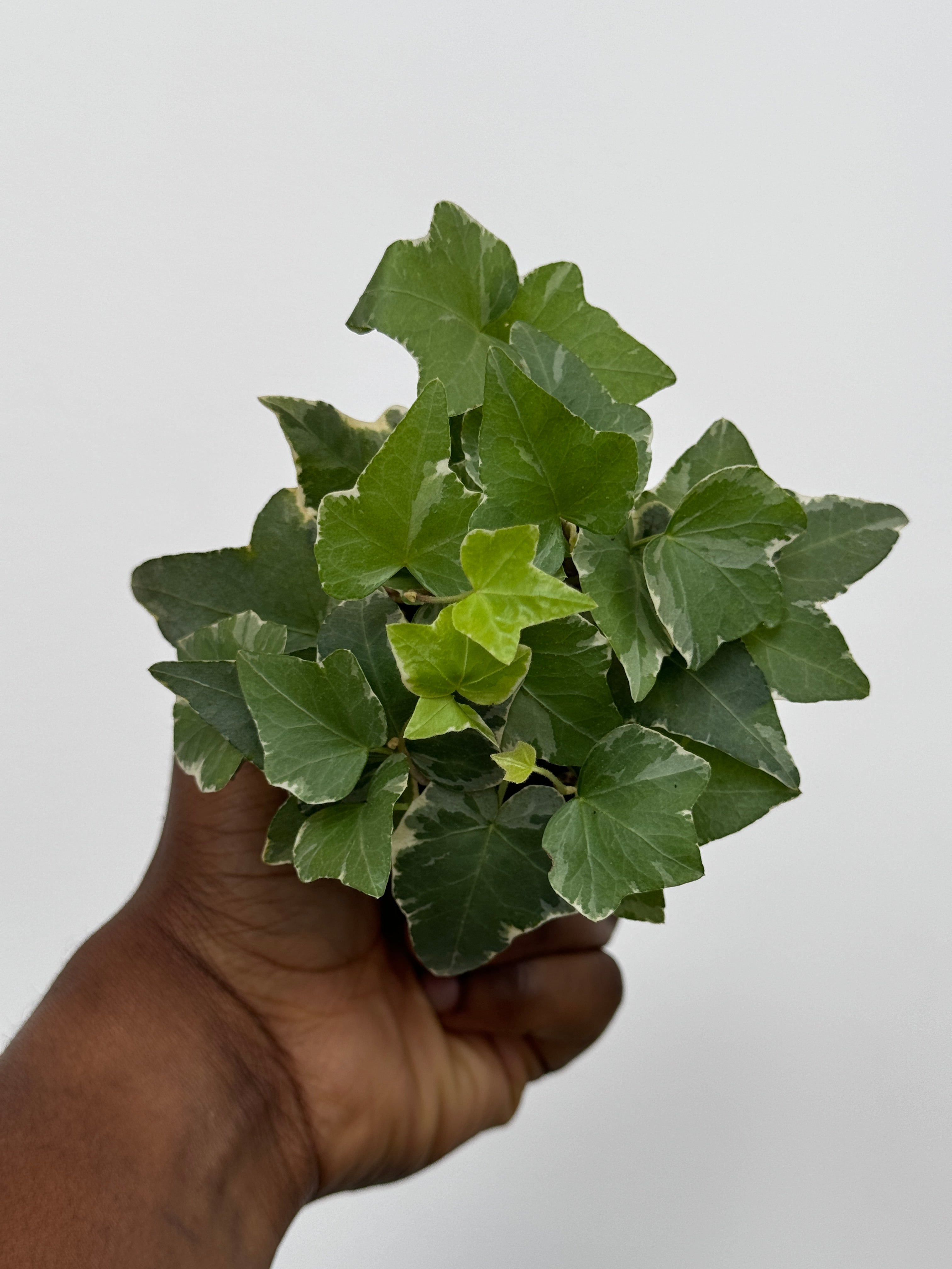 Variegated Ivy