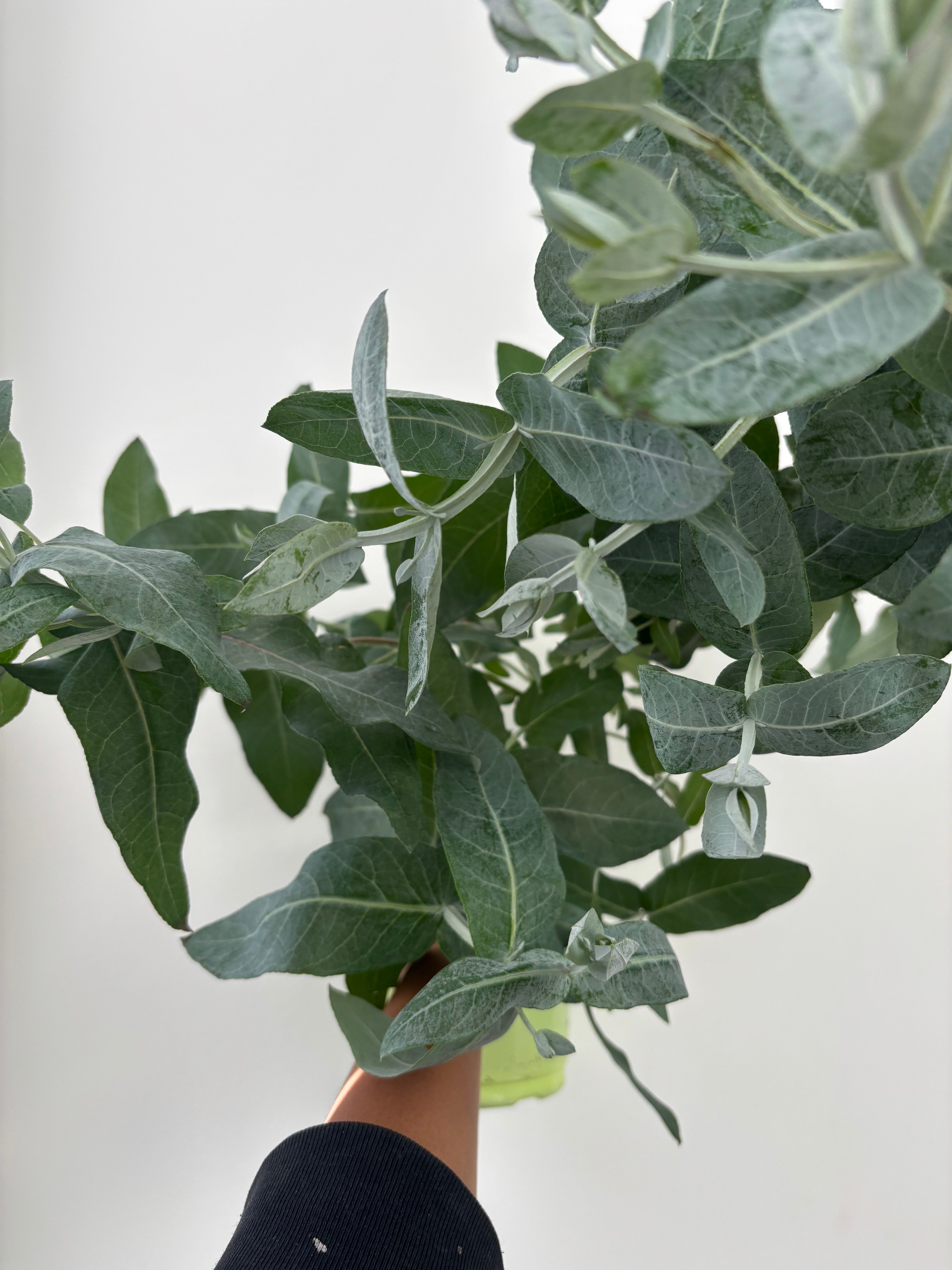 Lemon Eucalyptus