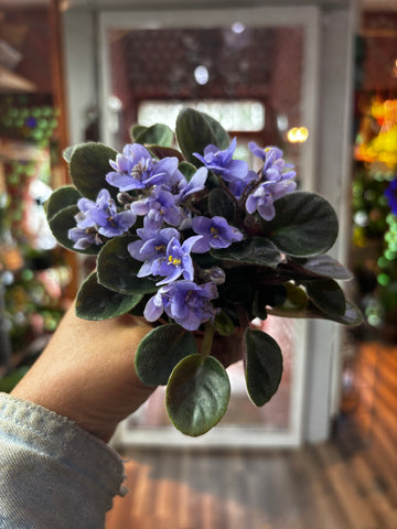 Micro African Violet