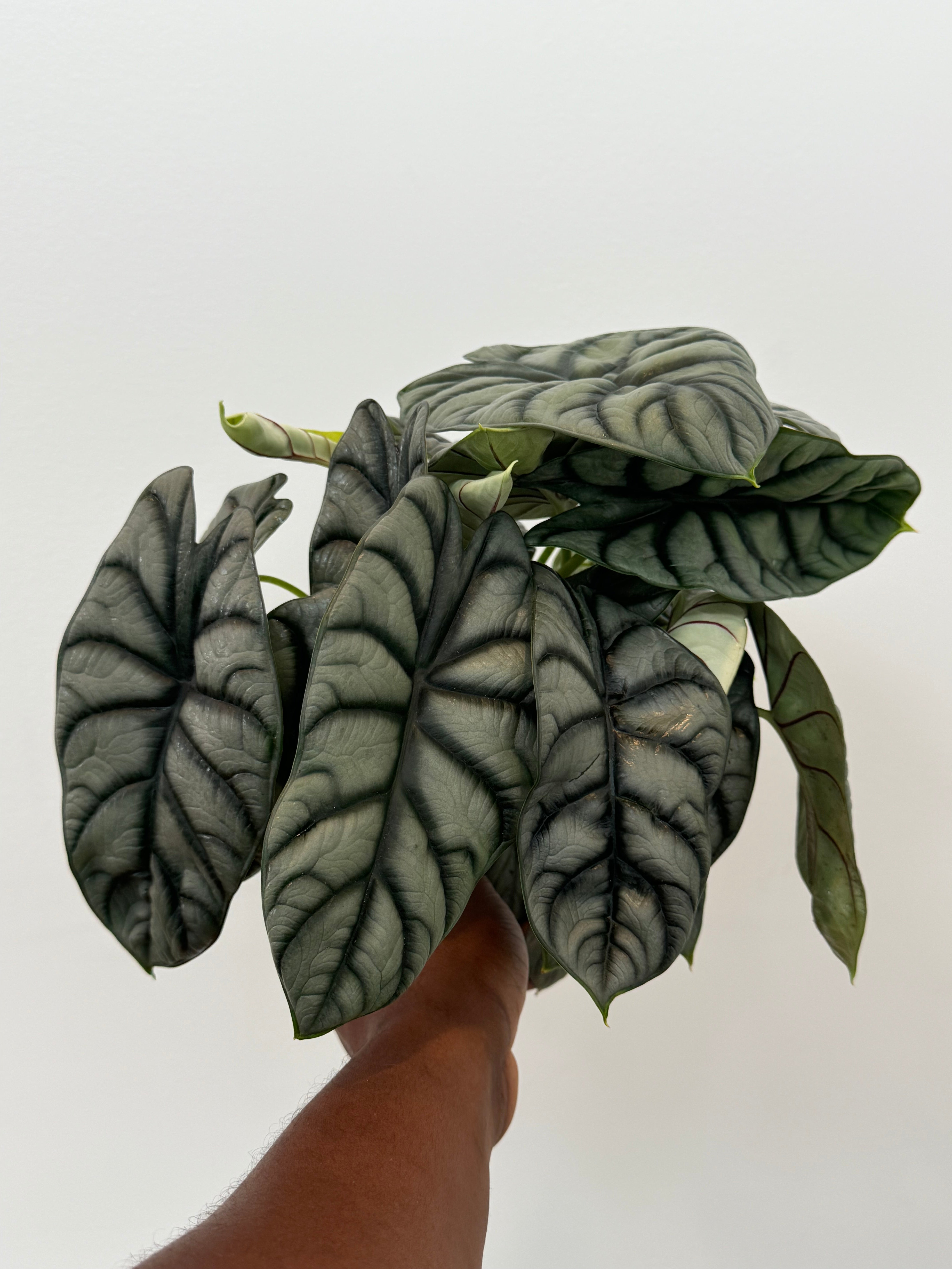 Alocasia Silver Dragon