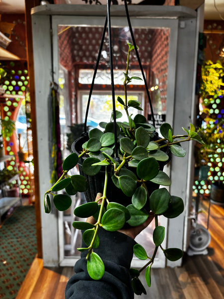 Peperomia Hope