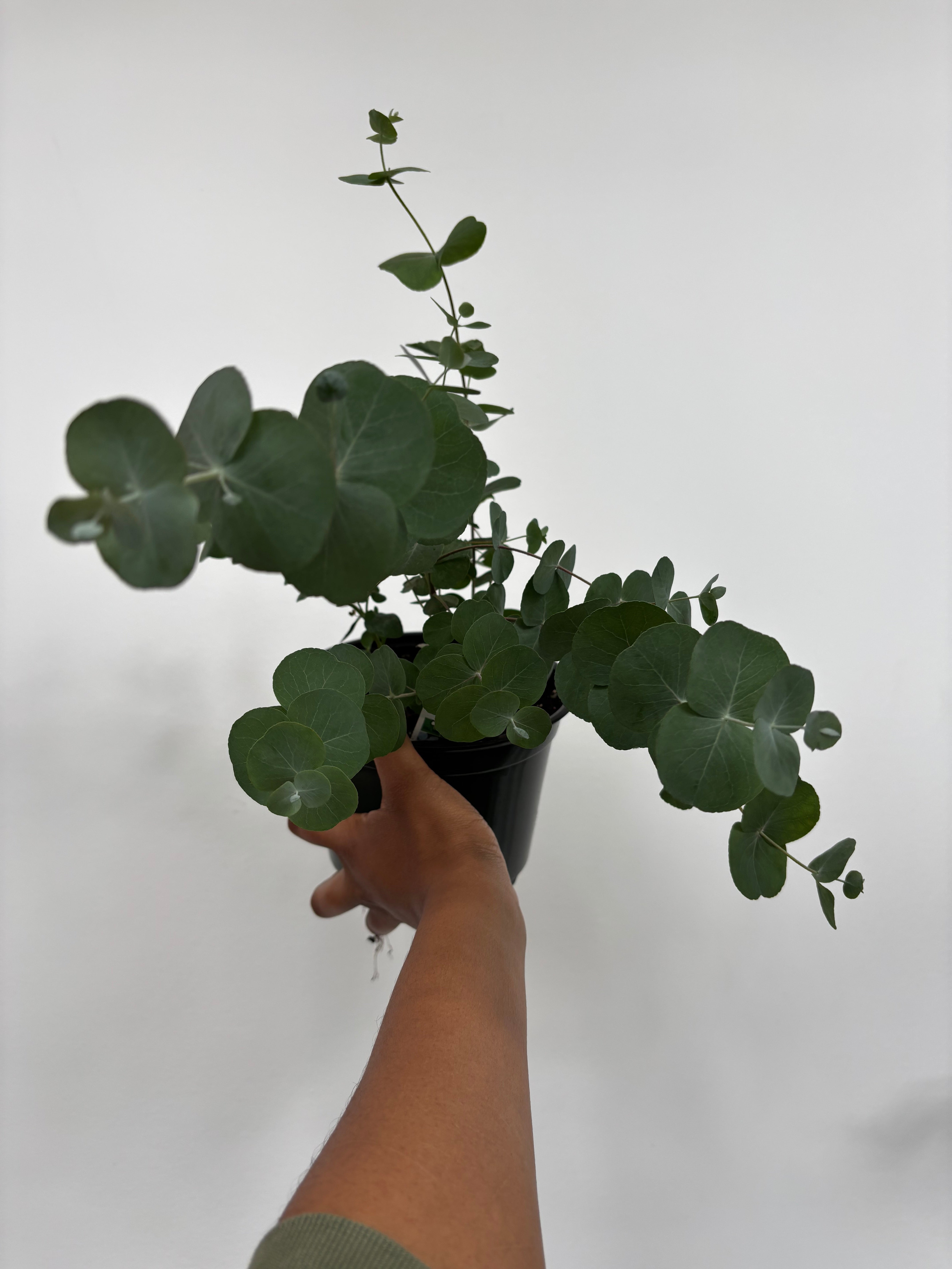 Eucalyptus Silver Dollar