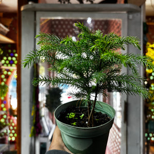 Norfolk Pine