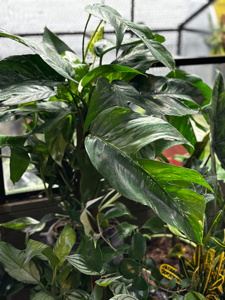 Epipremnum Pinnatum Variegated Pole