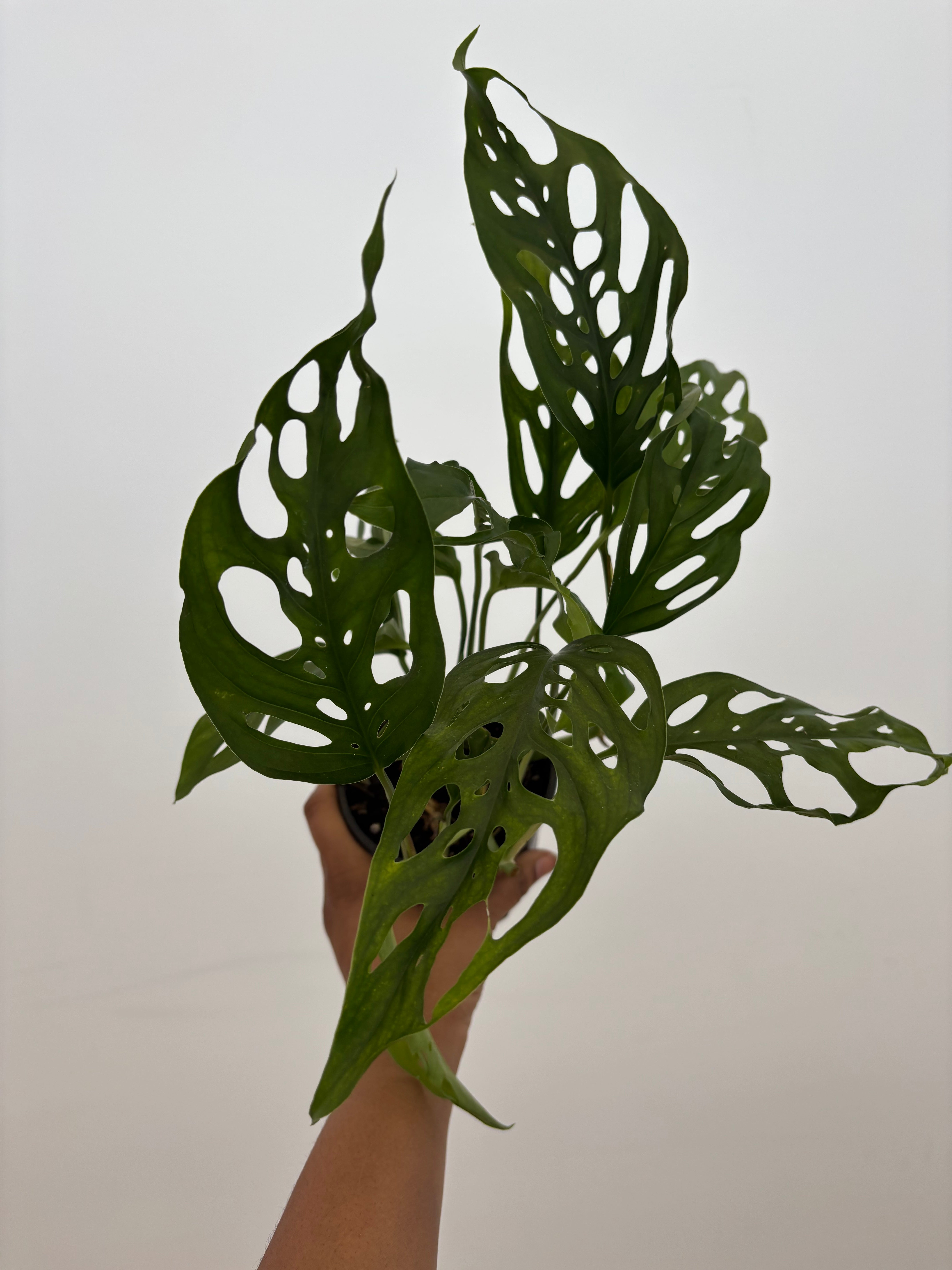 Monstera obliqua