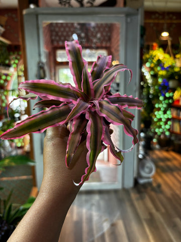 Cryptanthus Pink Star