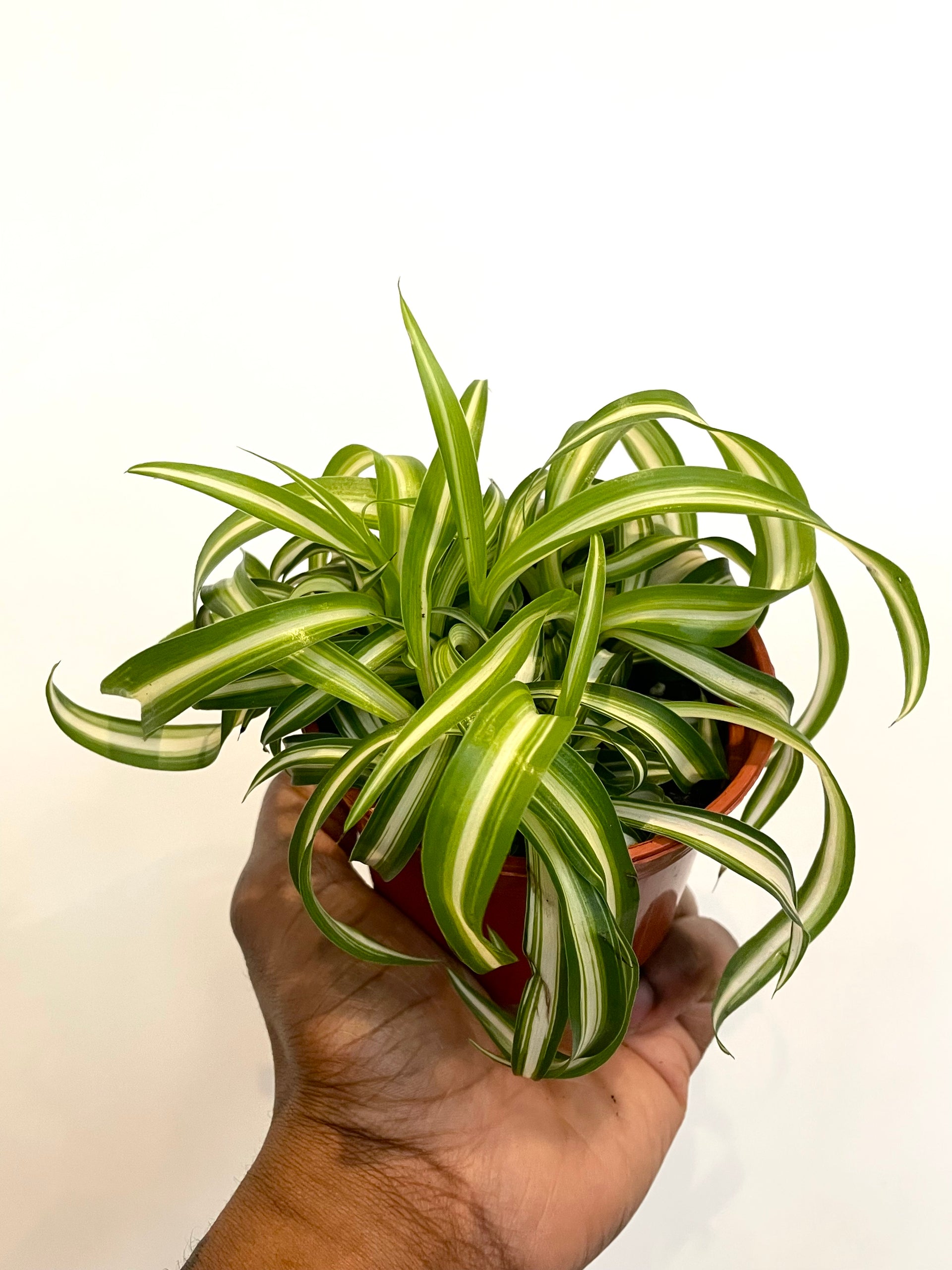 curly spider plant Curly Spider Plant – Plant and People