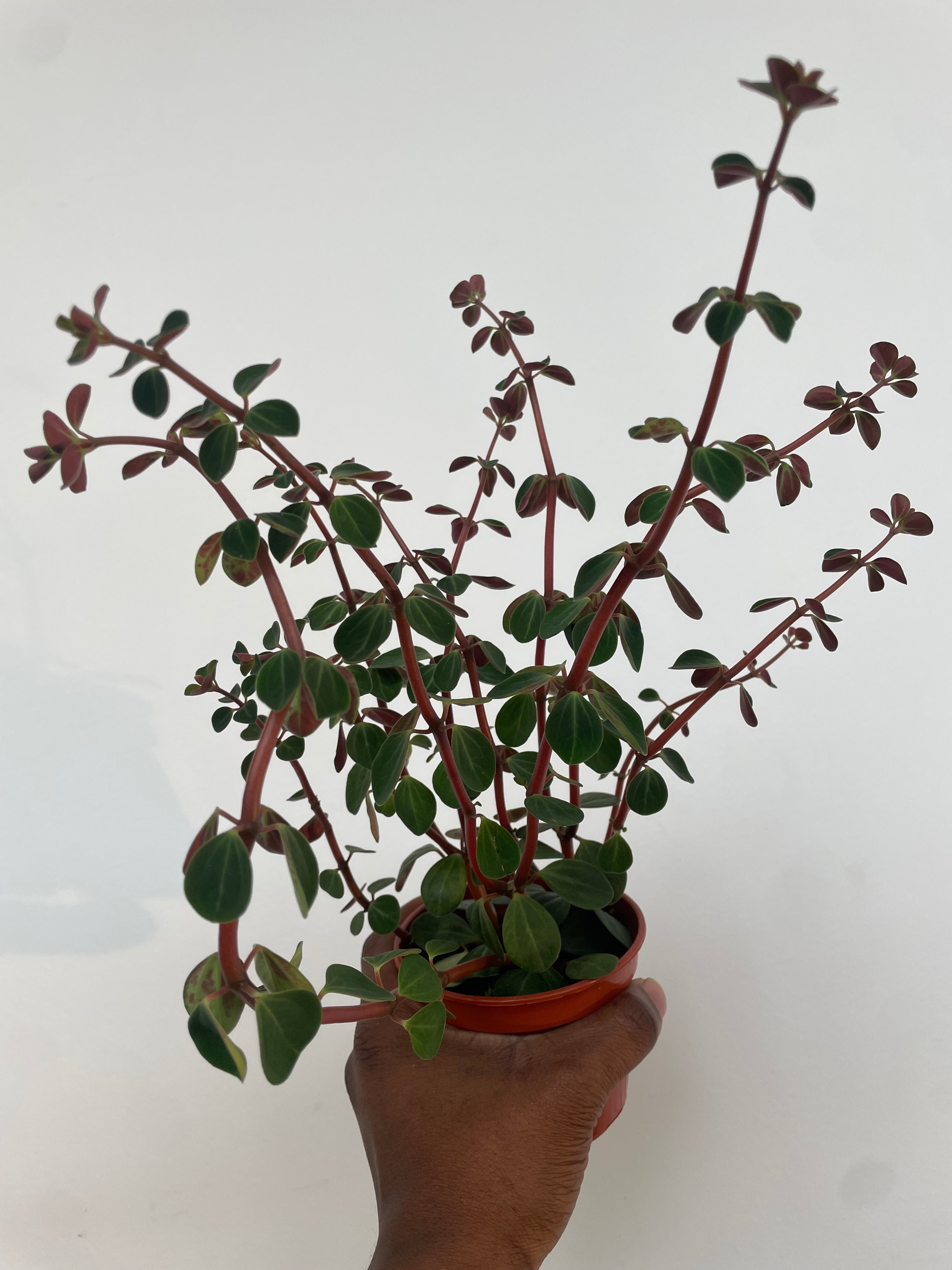 Peperomia Red Ecuador