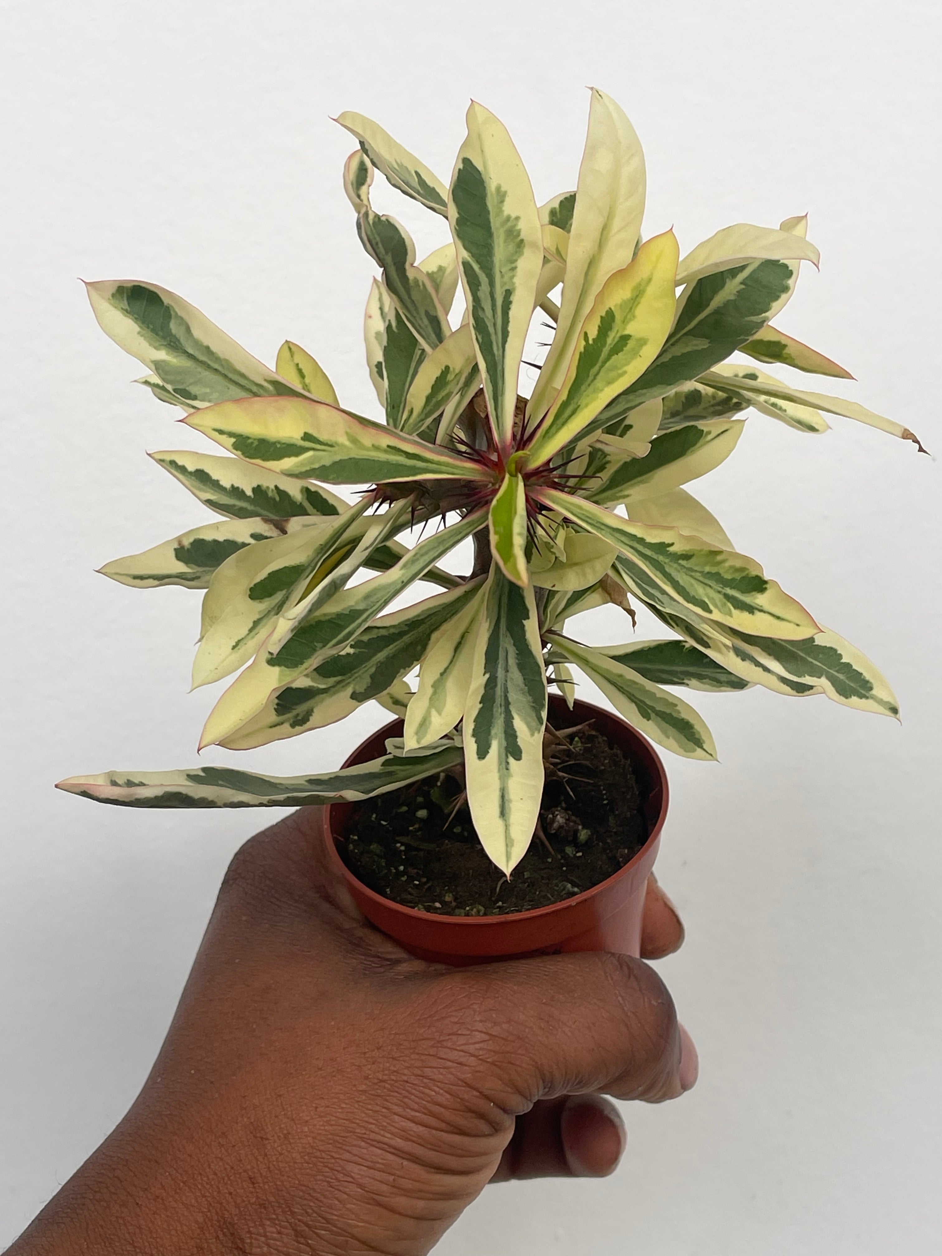 Variegated Crown of Thorns