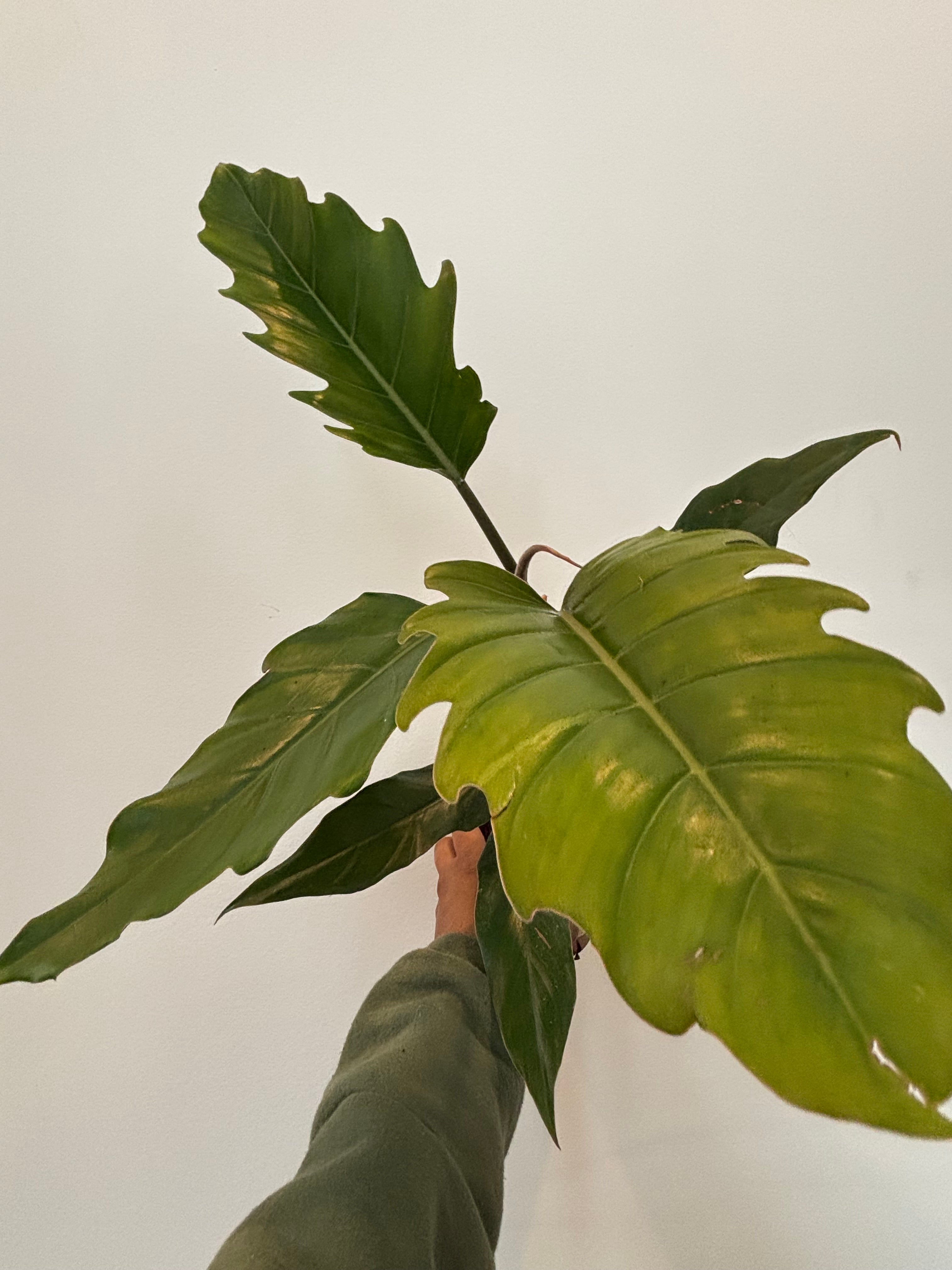 Philodendron Choco Empress