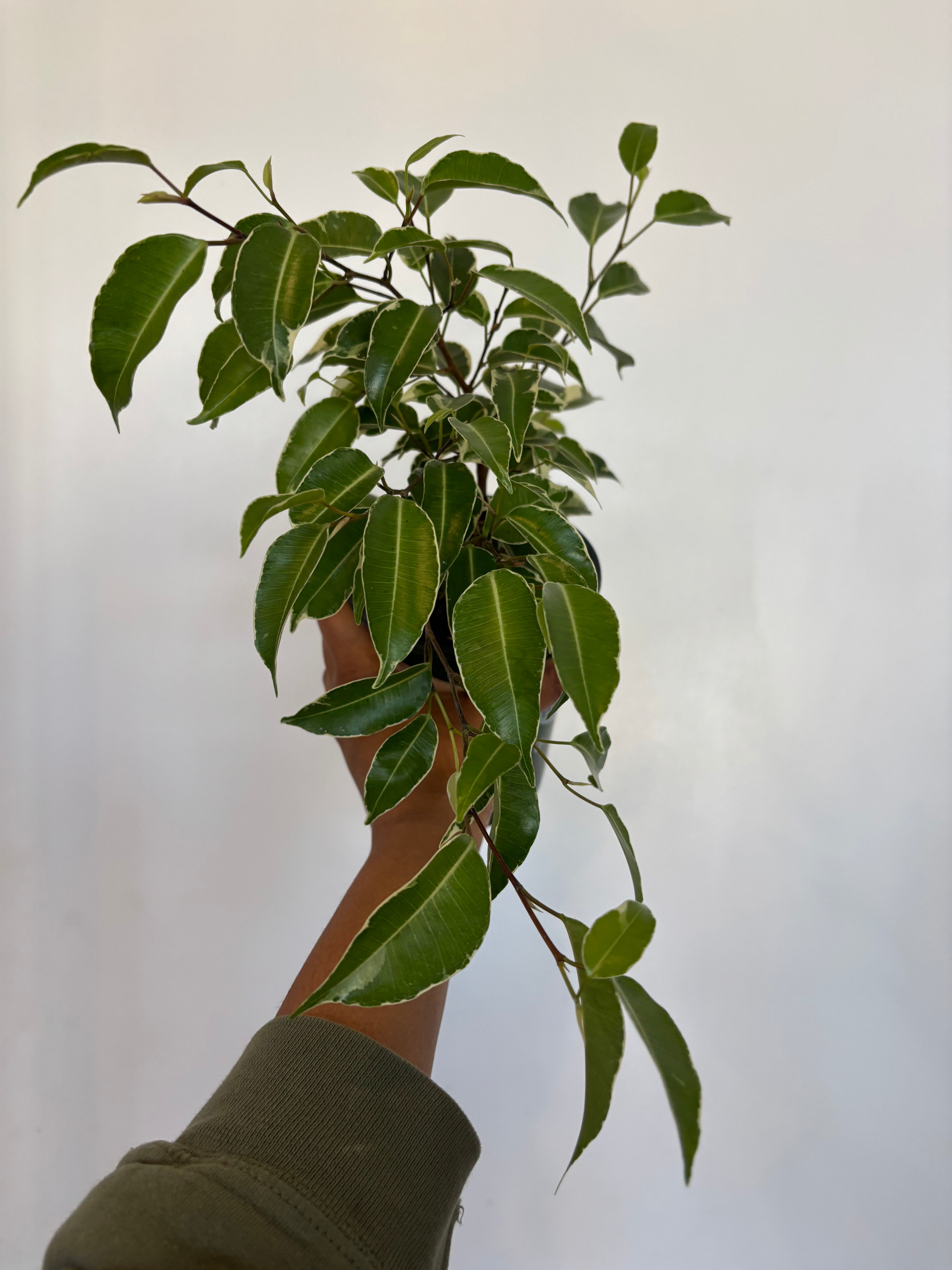 Ficus benjamina Variegata