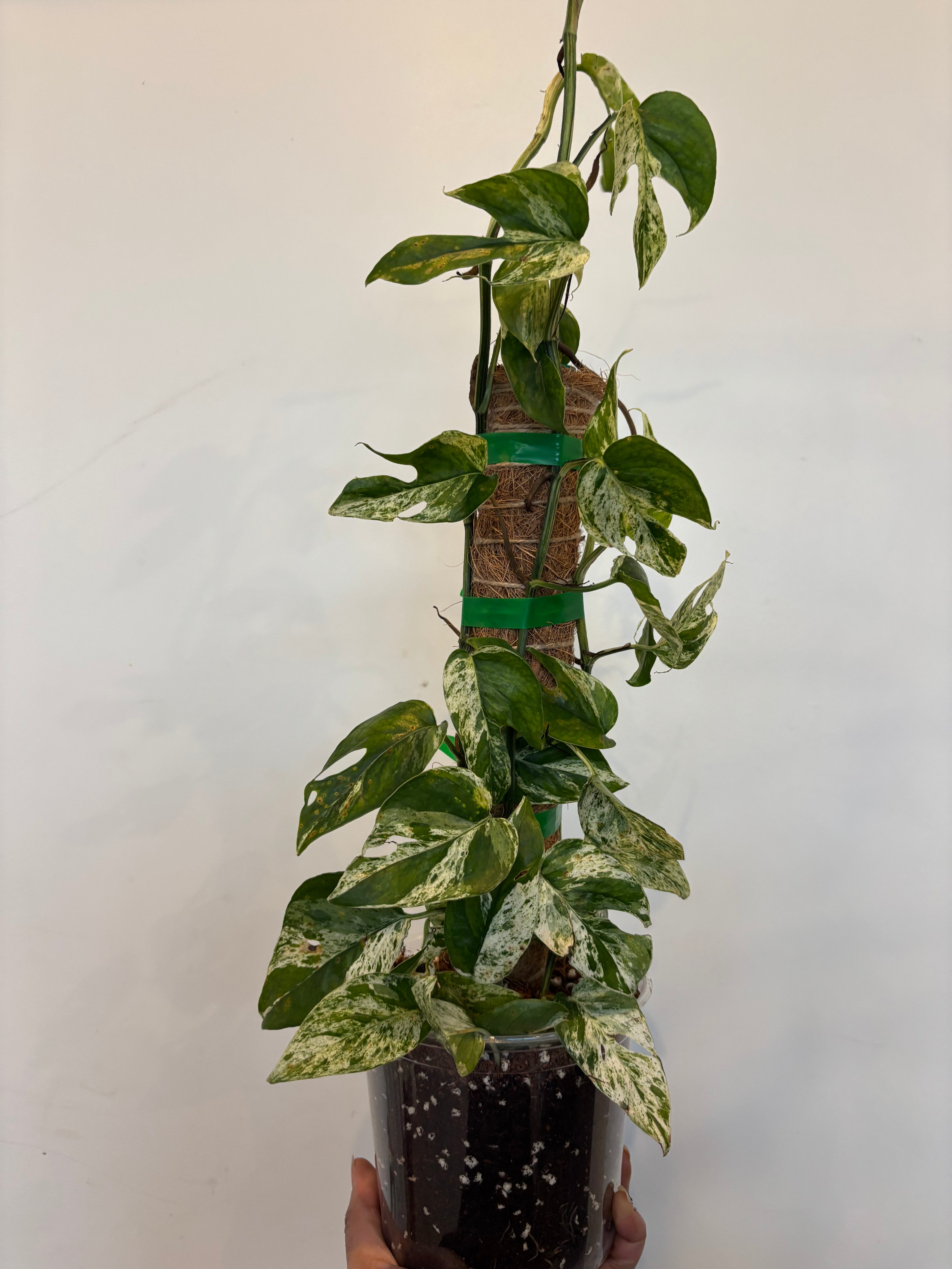 Epipremnum Pinnatum Marble Flame