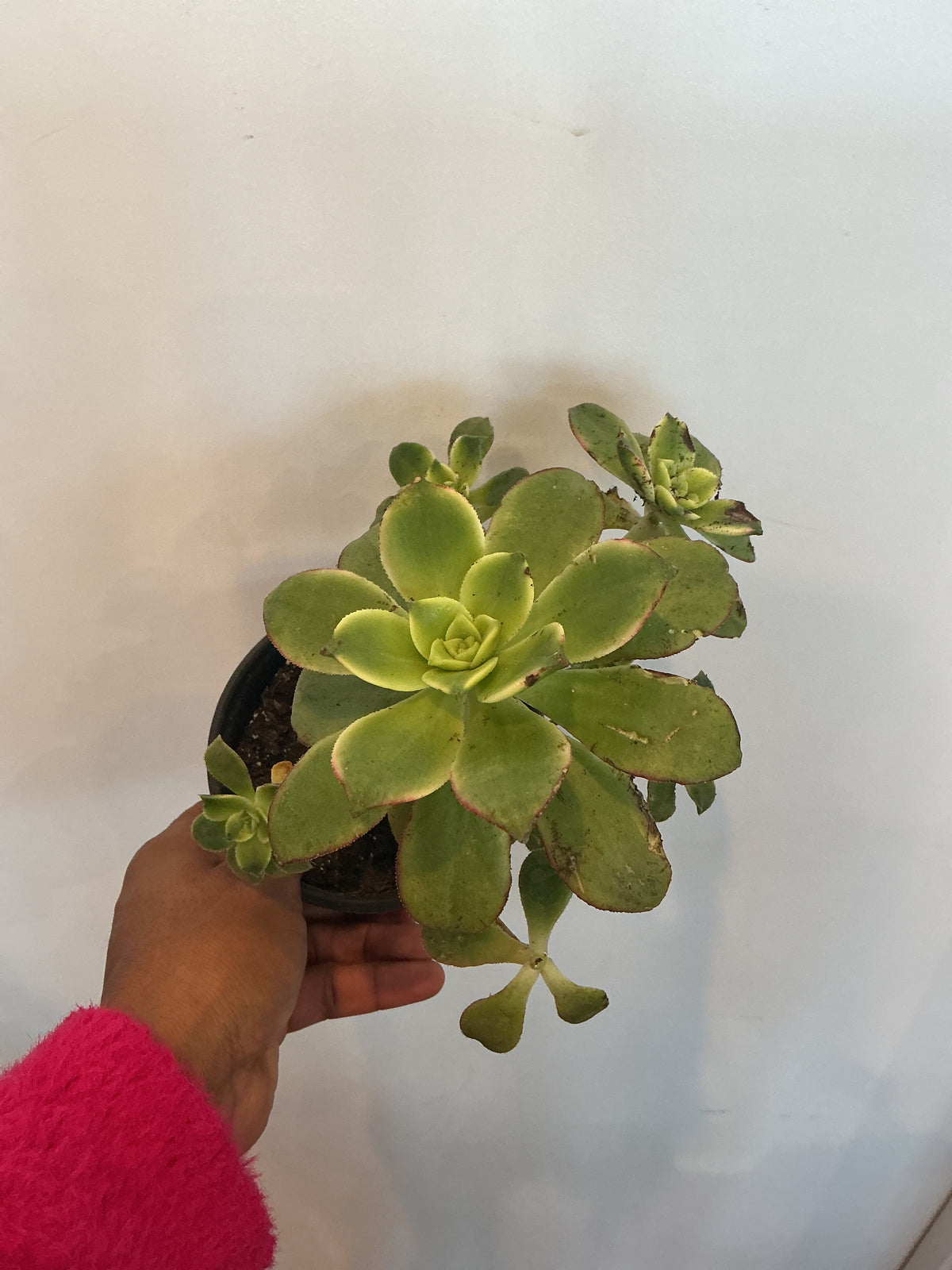 Aeonium arboreum Kiwi