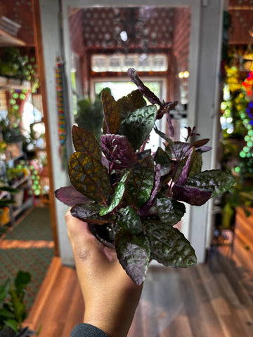 Purple Waffle Plant