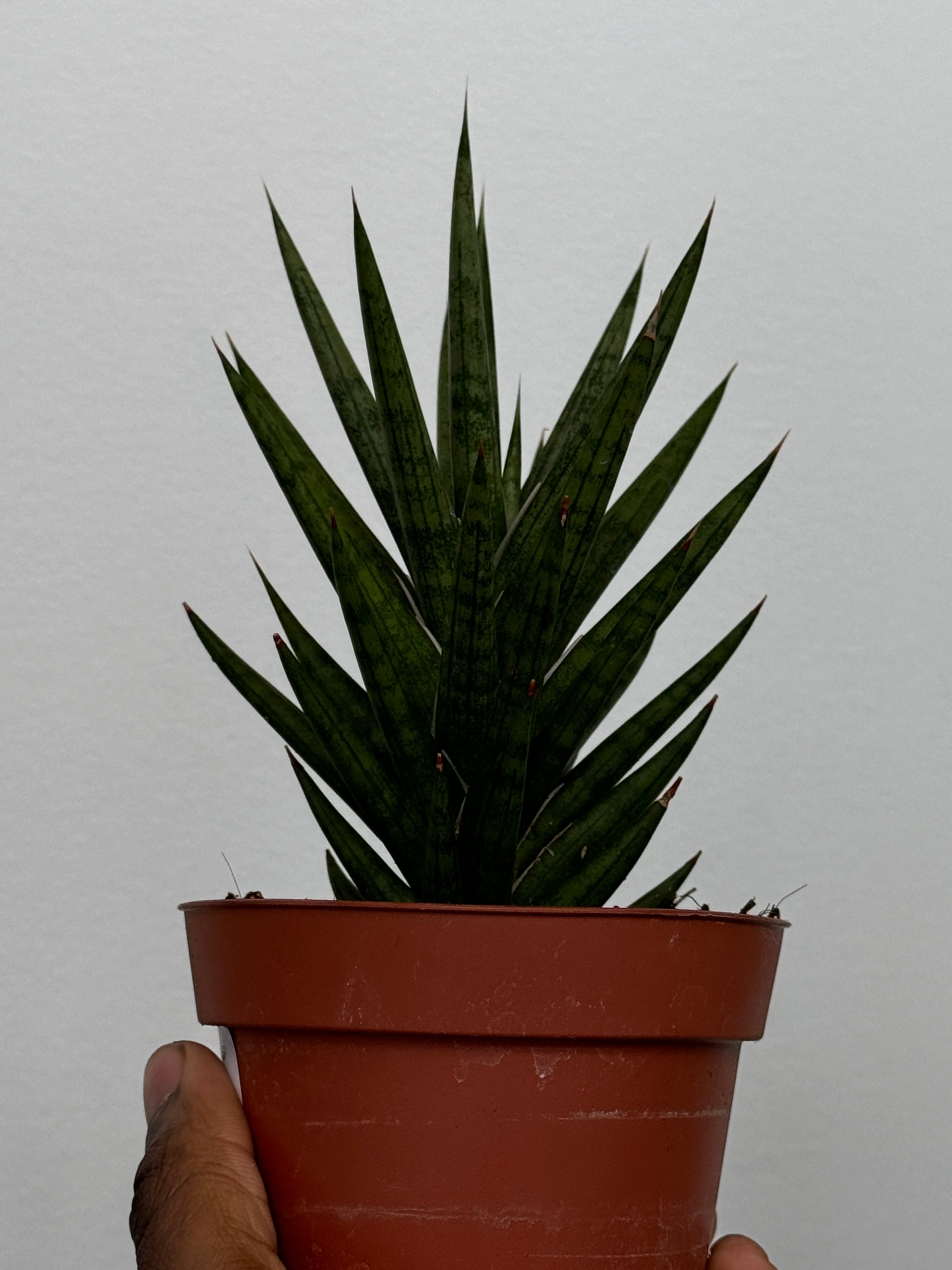francissi sansevieria Sansevieria Francissi