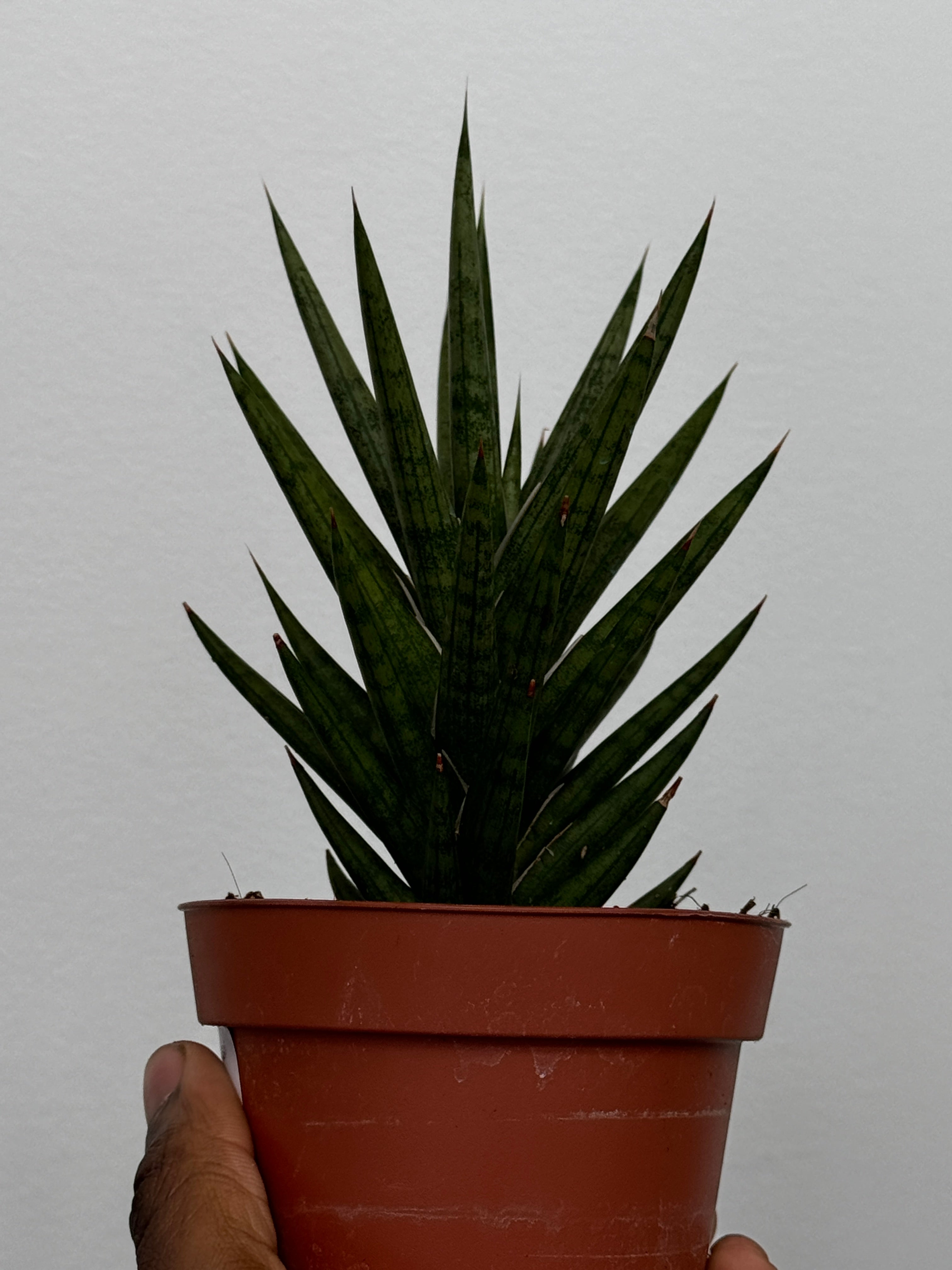 Sansevieria Francissi
