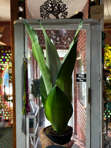 Moonshine Snake Plant