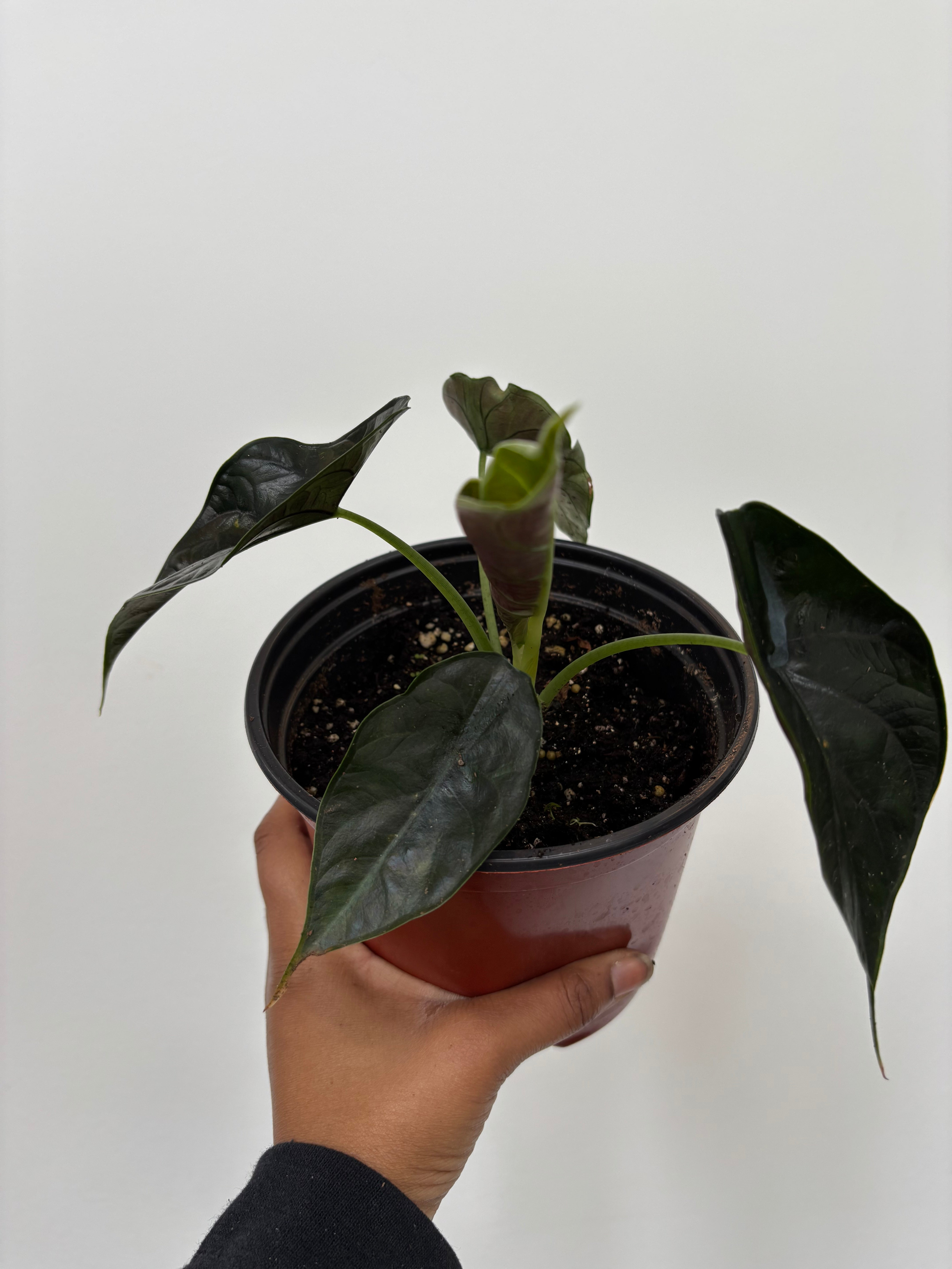 Alocasia Green Unicorn