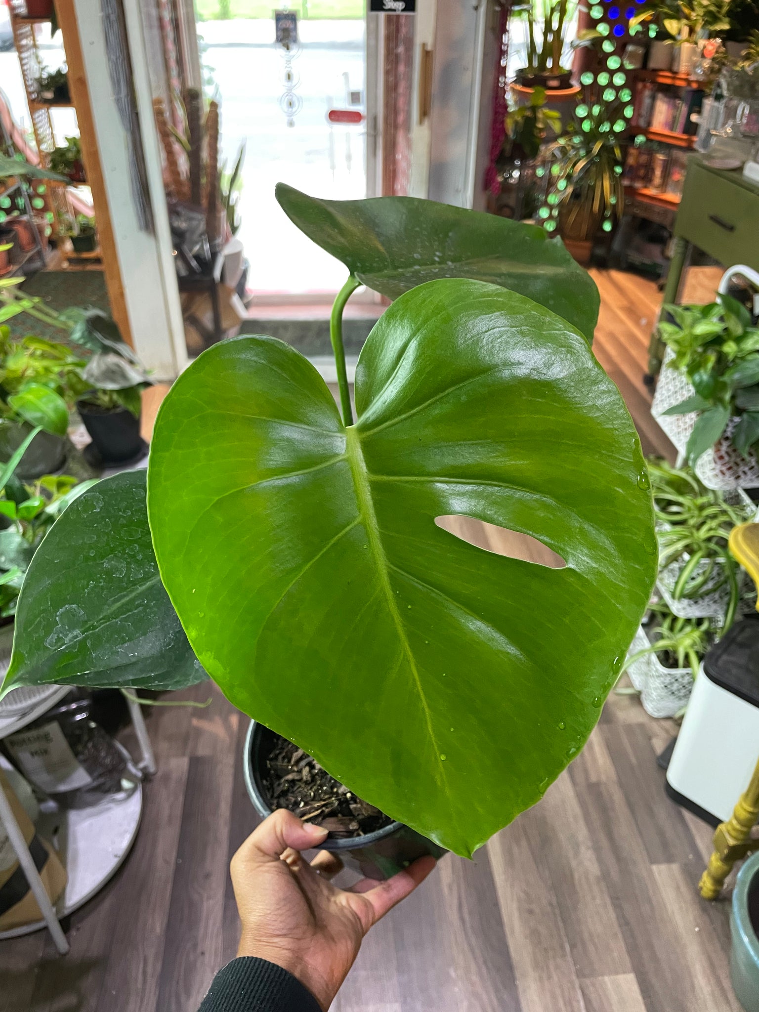 Monstera