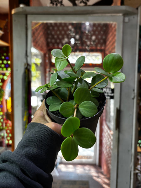 Peperomia Hope