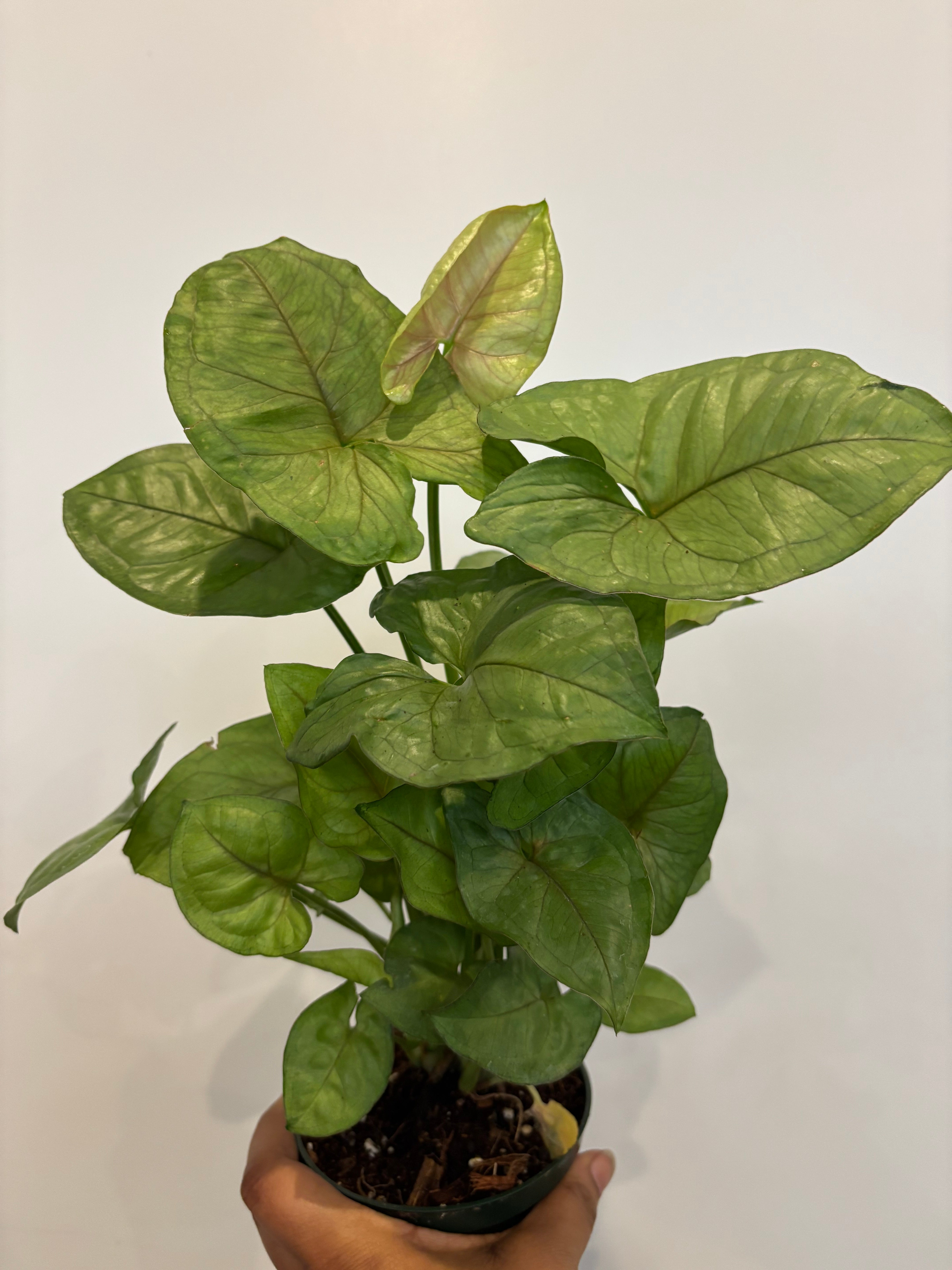 Cream Allusion Syngonium