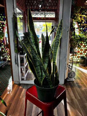 Sansevieria Laurentii