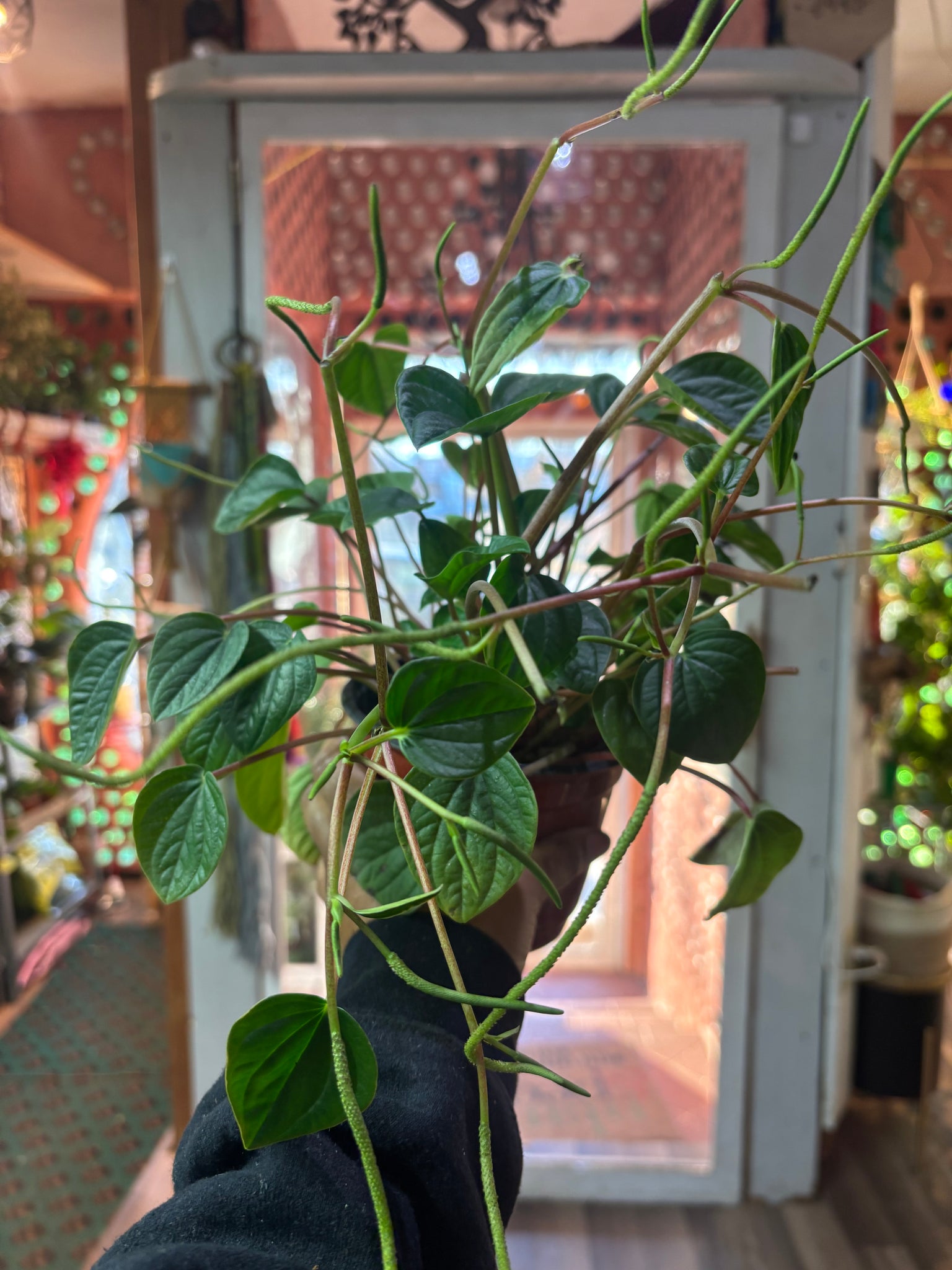 Peperomia Rana Verde, Rippled Chinese Money Plant