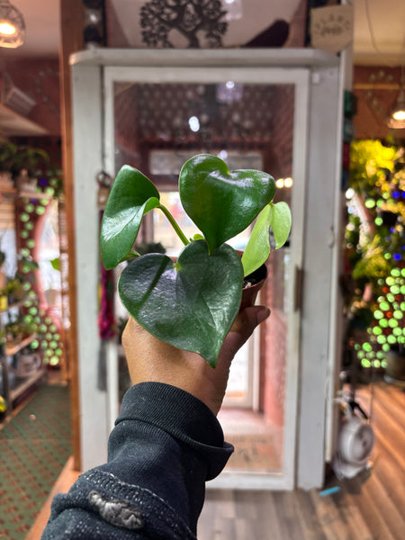 Peperomia Polybotrya, Raindrop