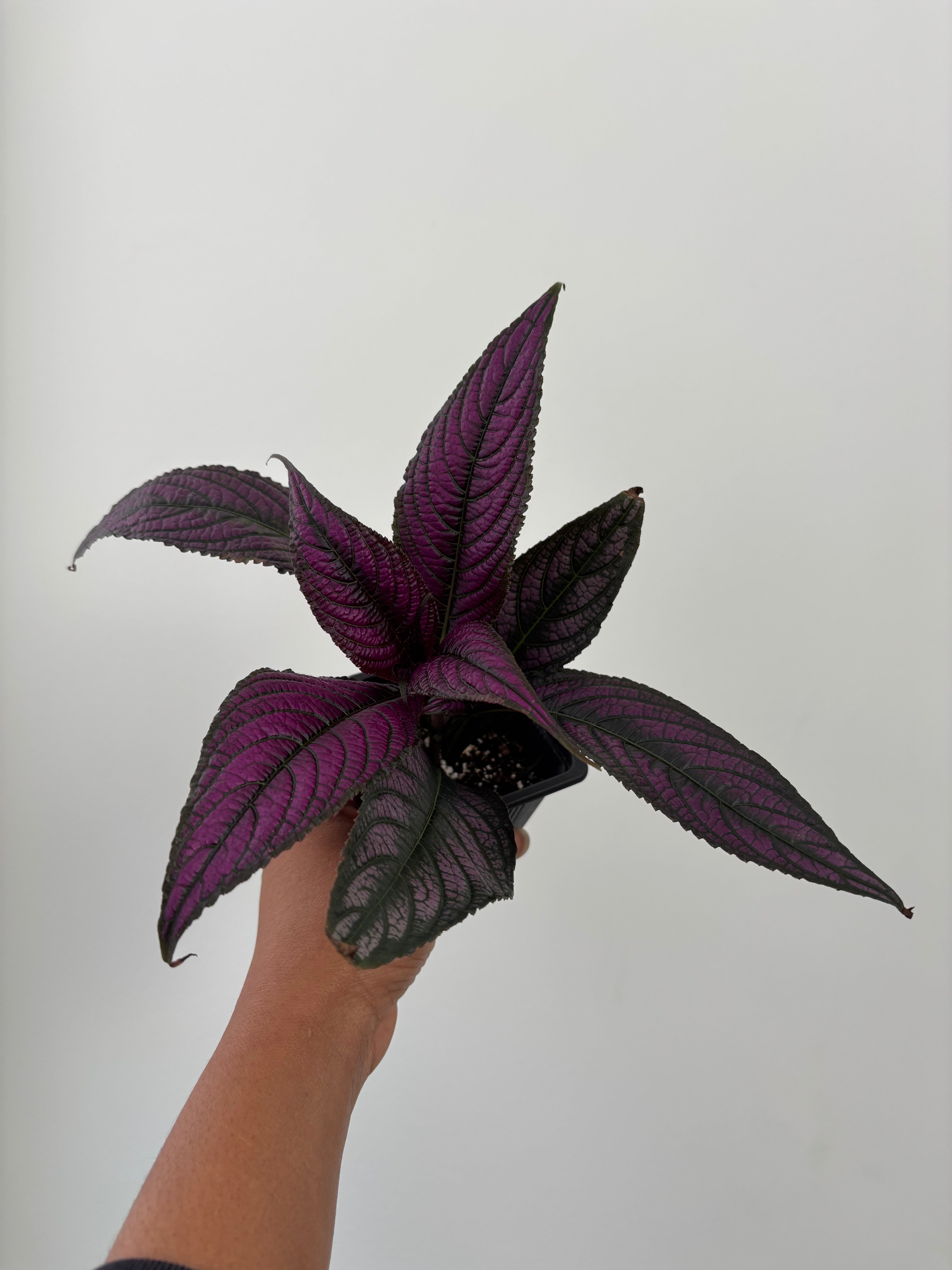 Persian Shield
