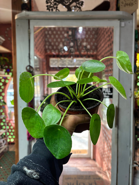 Chinese Money Plant