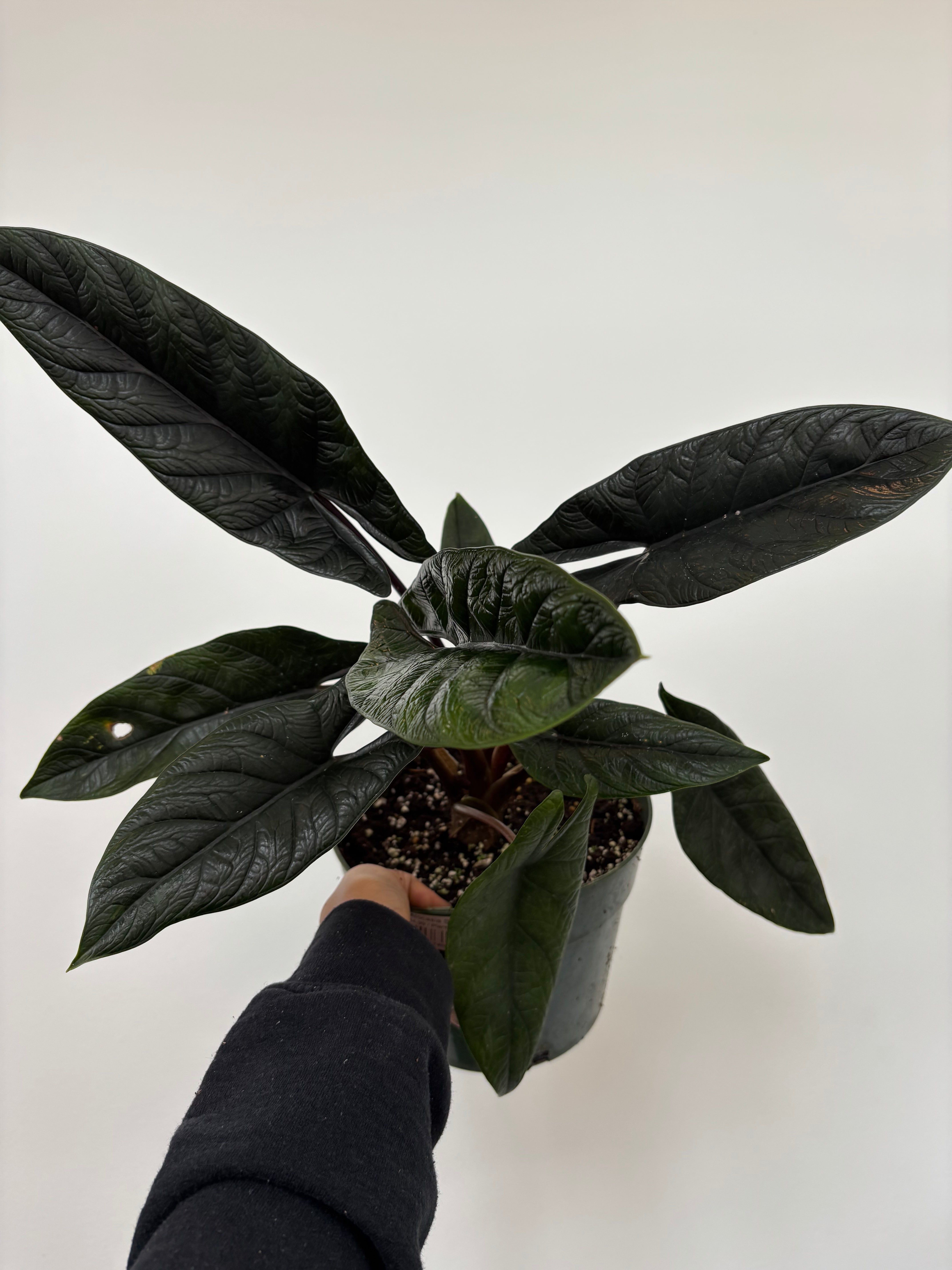 Alocasia Scalprum