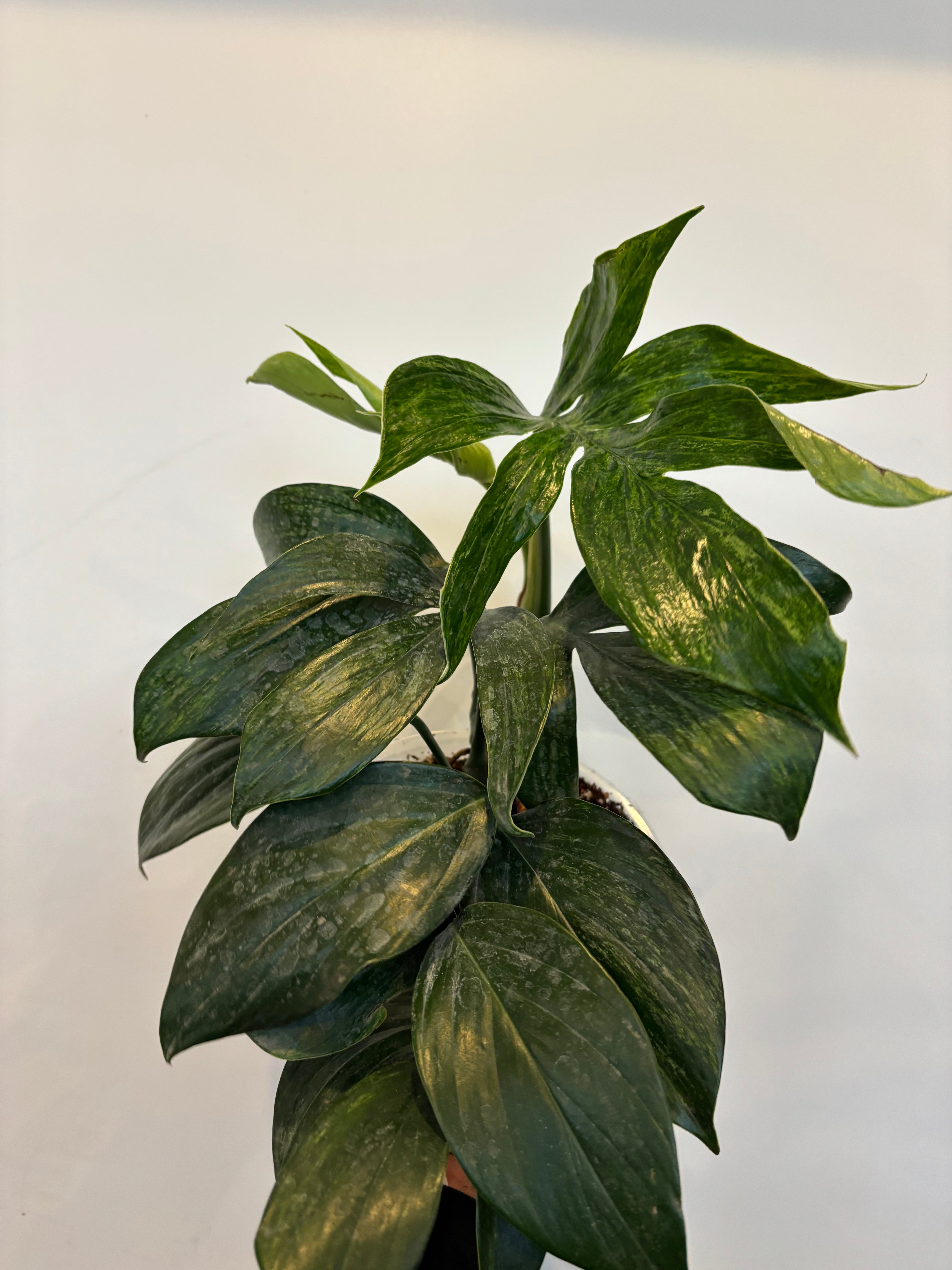 Dragon tail, Rhaphidophora Decursiva Variegated