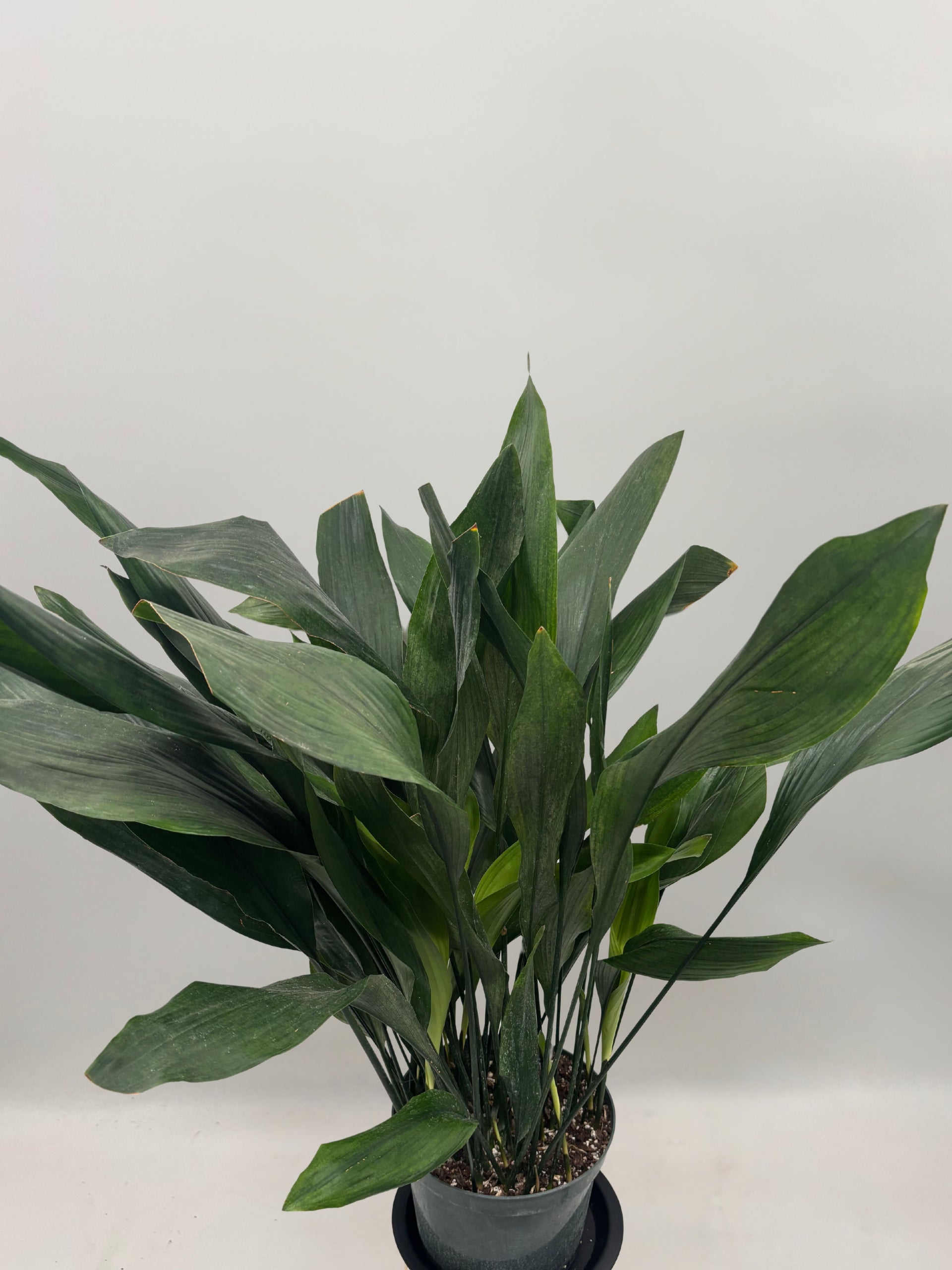 Aspidistra Elatior, Cast iron plant  Plant and People