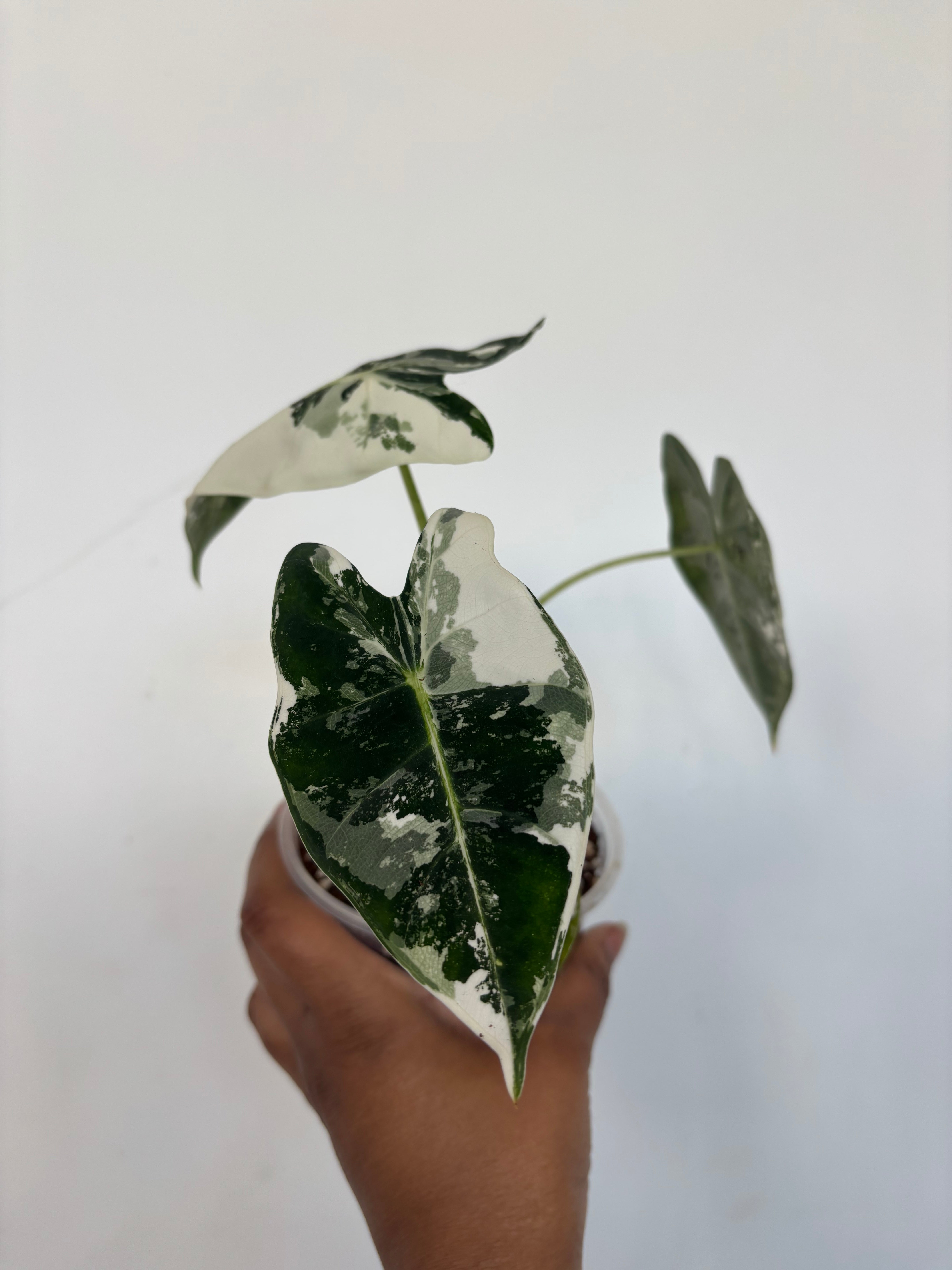 Alocasia Frydek Variegated
