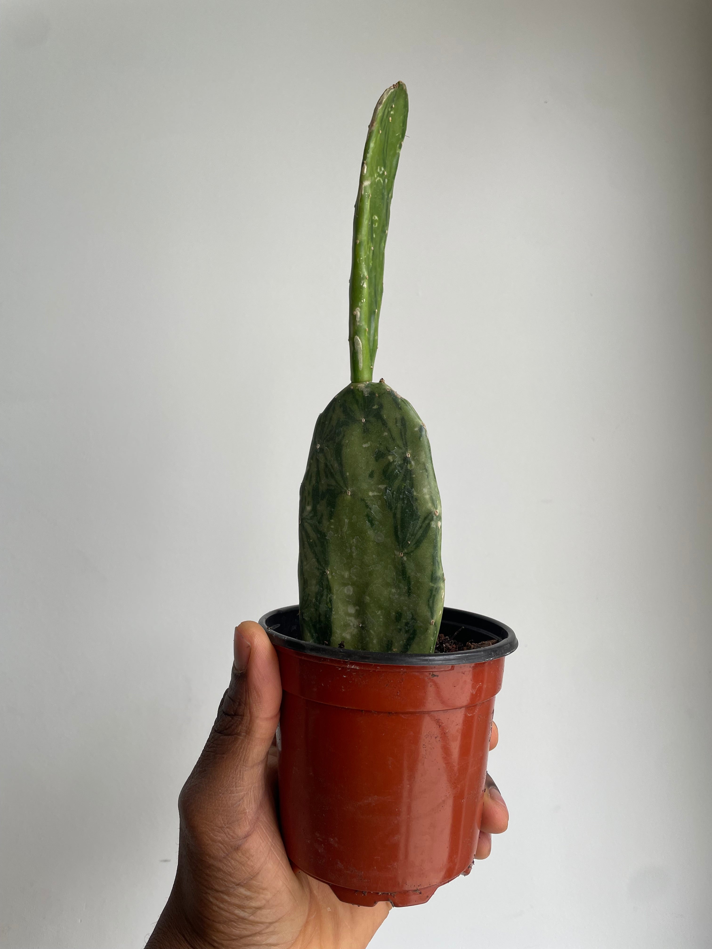 Variegated Prickly Pear Cactus
