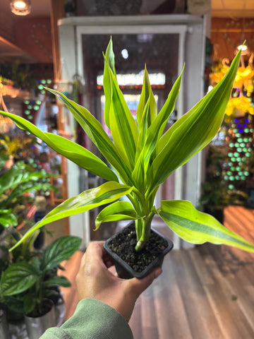 Dracaena Sanderiana Gold