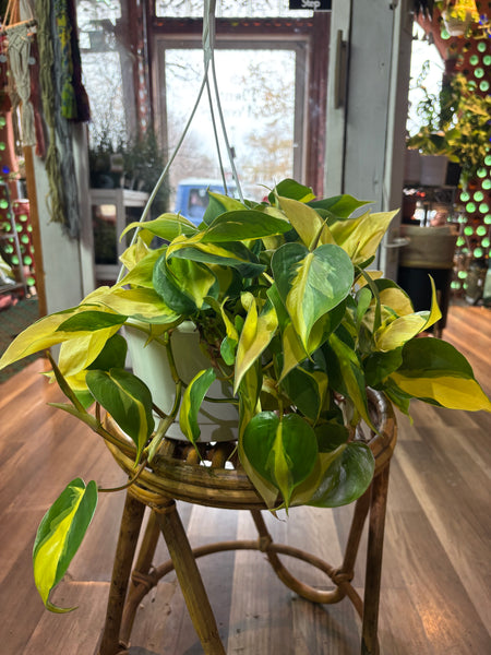 Philodendron Brasil