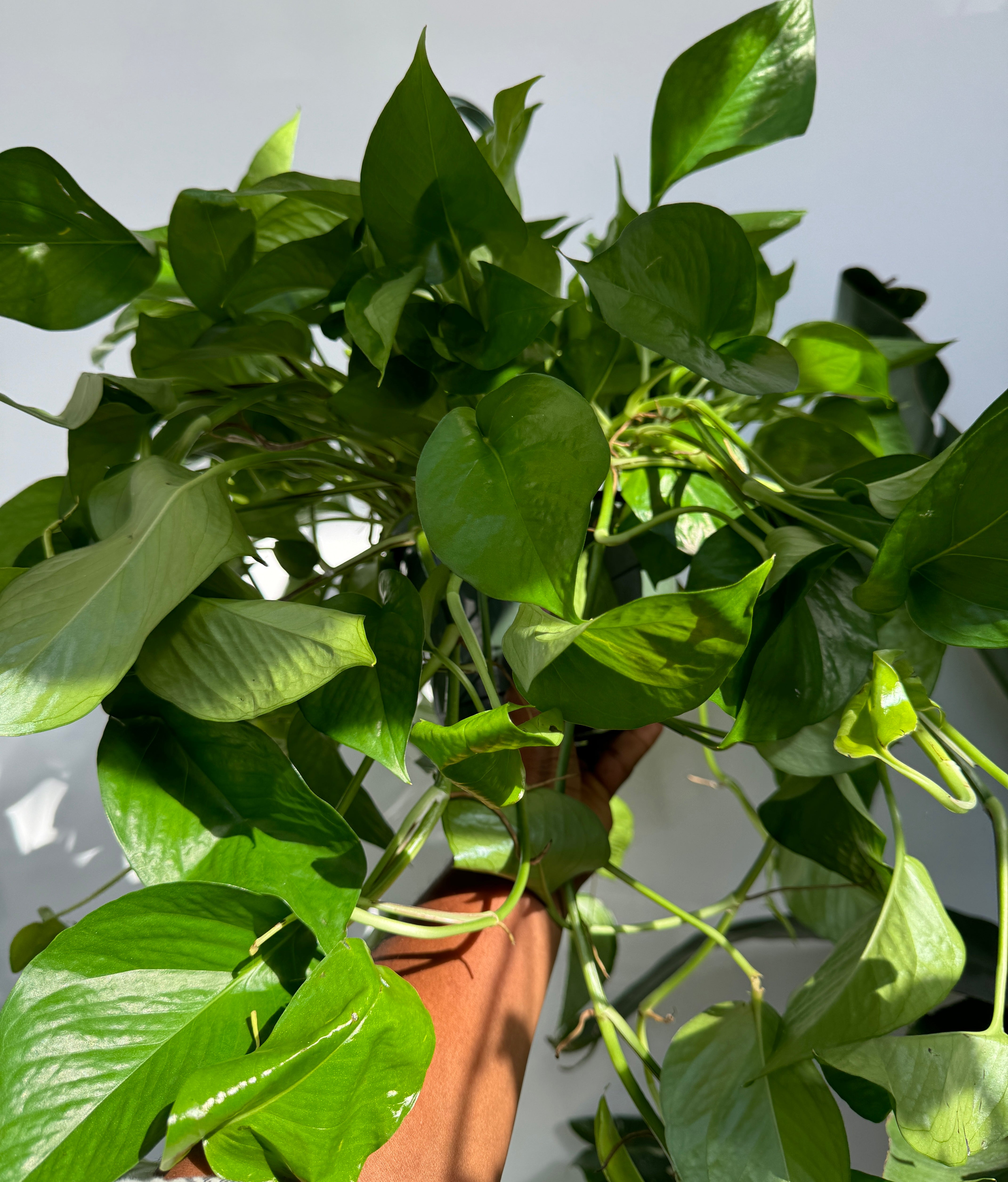 Jade pothos, Epipremnum Aureum