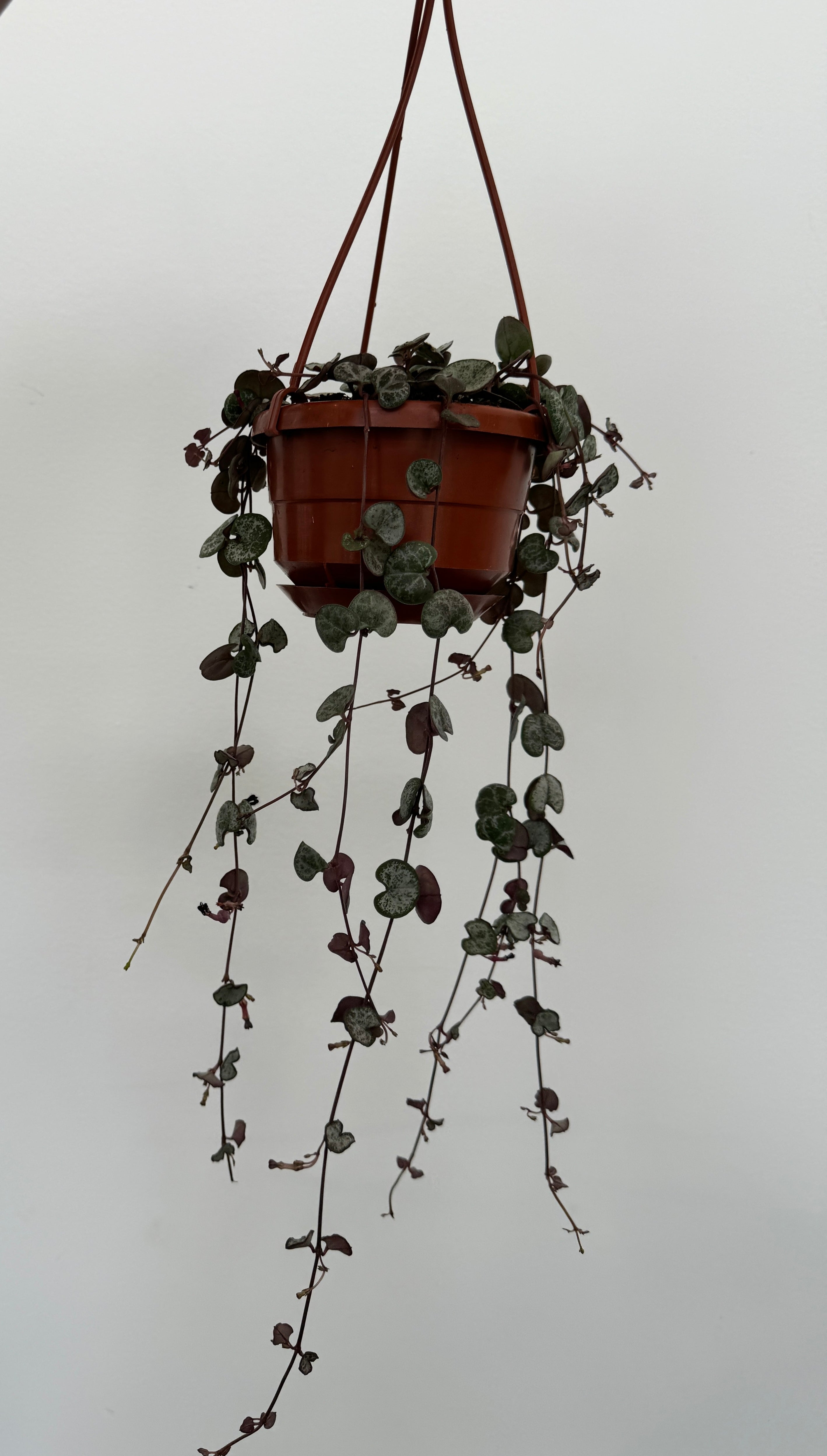 String of Hearts