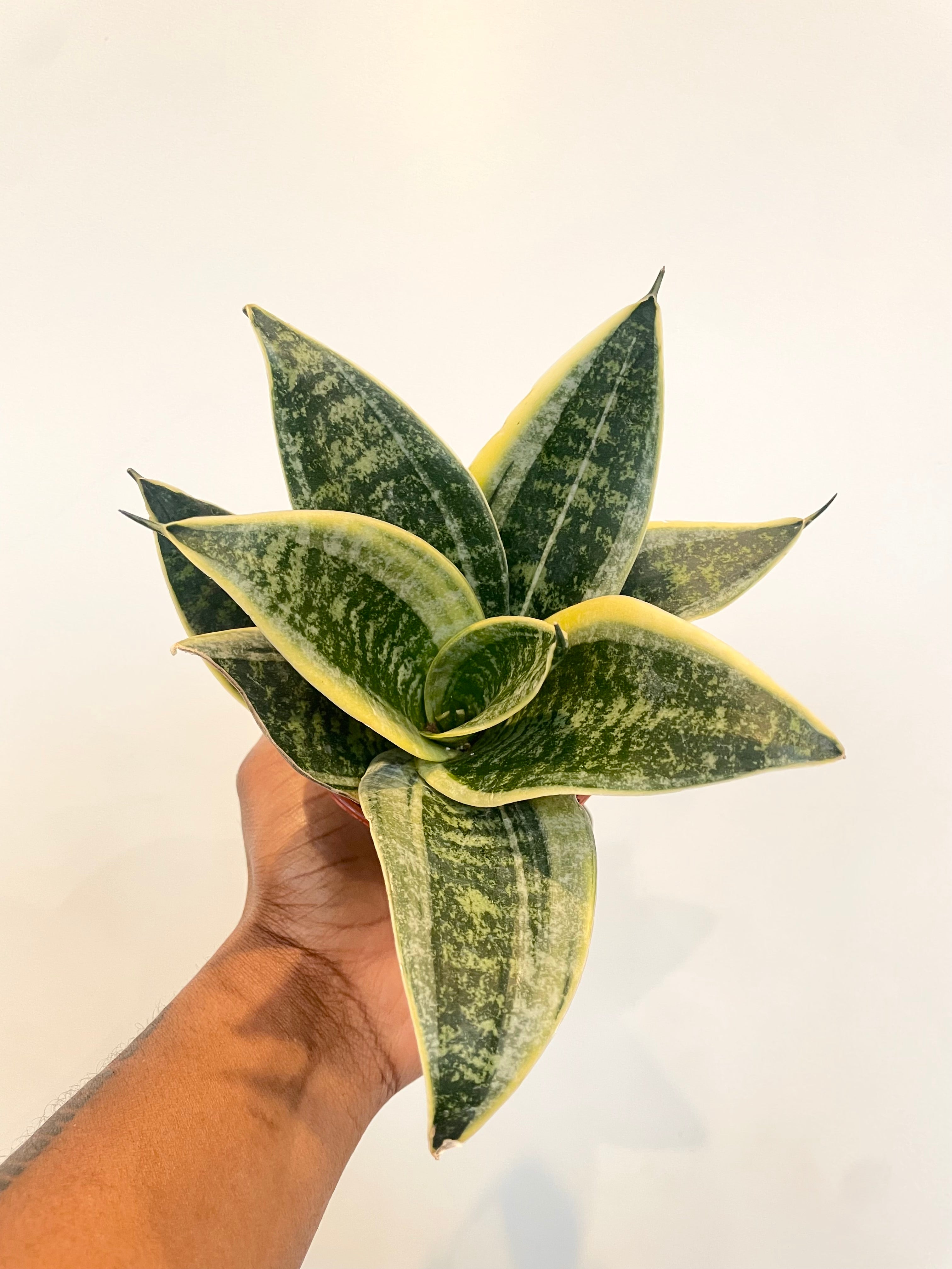 Sansevieria Ocean Star