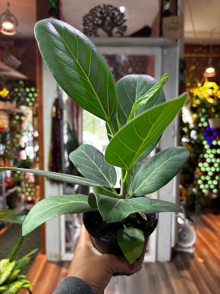 Ficus Fenghalensis, Audrey Ficus