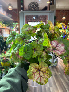 Heucherella Stoplight