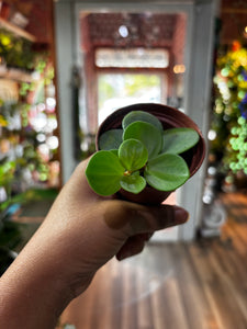 Peperomia Hope