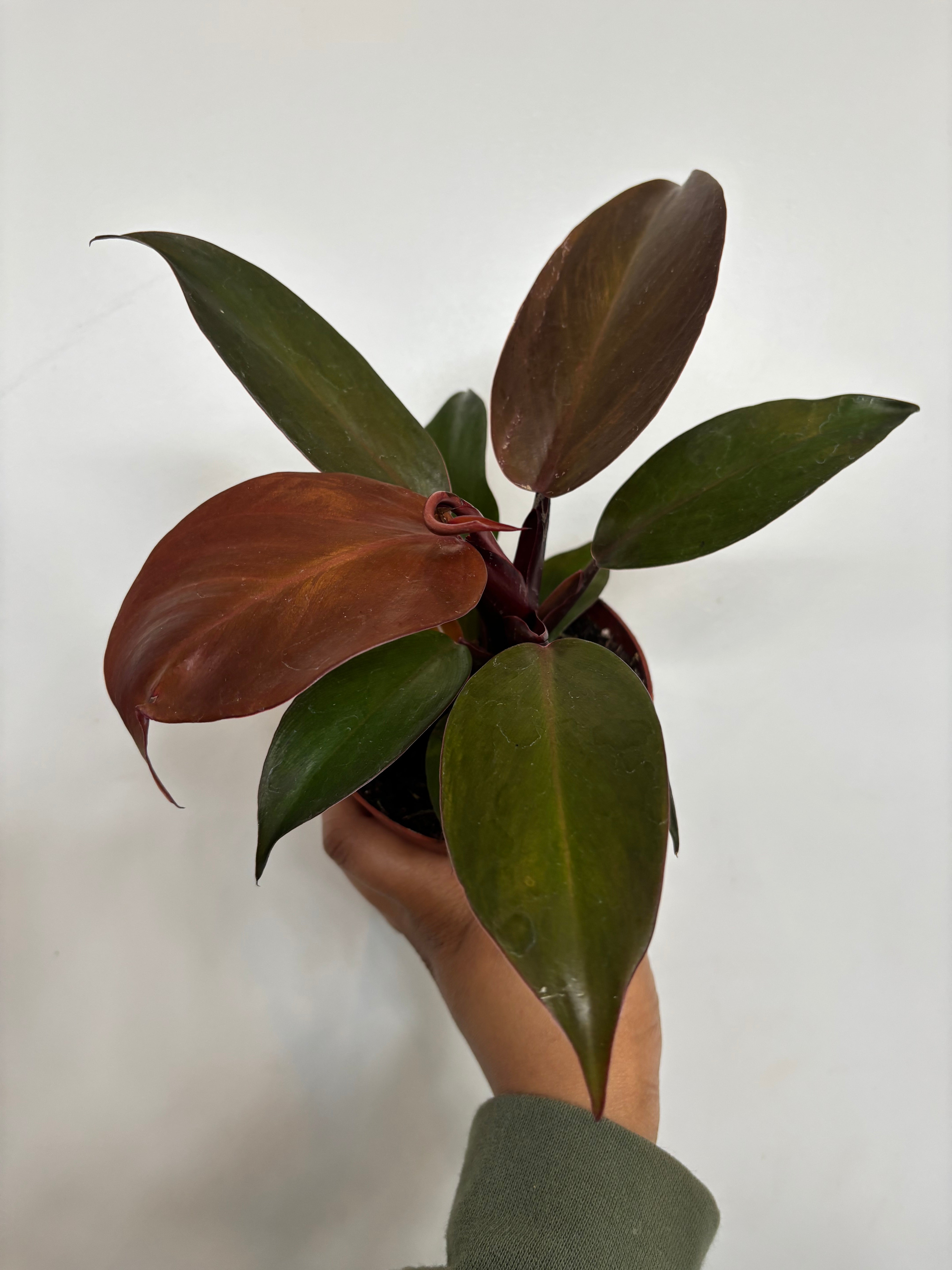 Philodendron McColley’s Finale