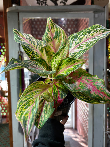 Aglaonema Jazzed Gem Sparkling Sarah