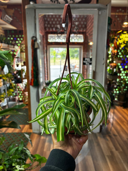 Curly Spider Plant